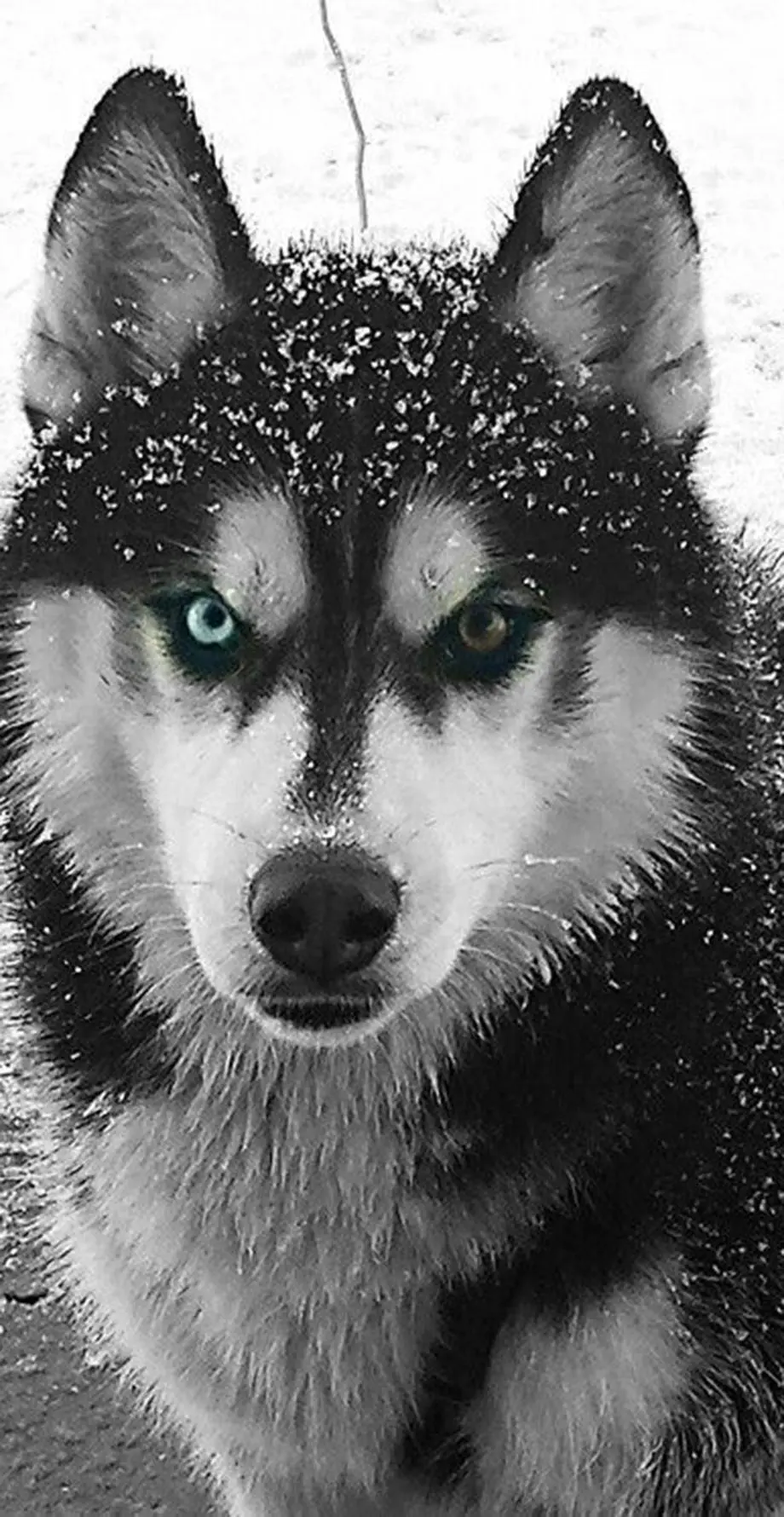 Dog Husky Cool Top Background Digital screen image, phone wallpaper background, i Phone 15 wallpaper background, i Phone 11 wallpaper, Samsung galaxy s22 wallpaper background, Samsung Galaxy wallpaper background, HUAWEI wallpaper background, for desktop, for PC, for computer