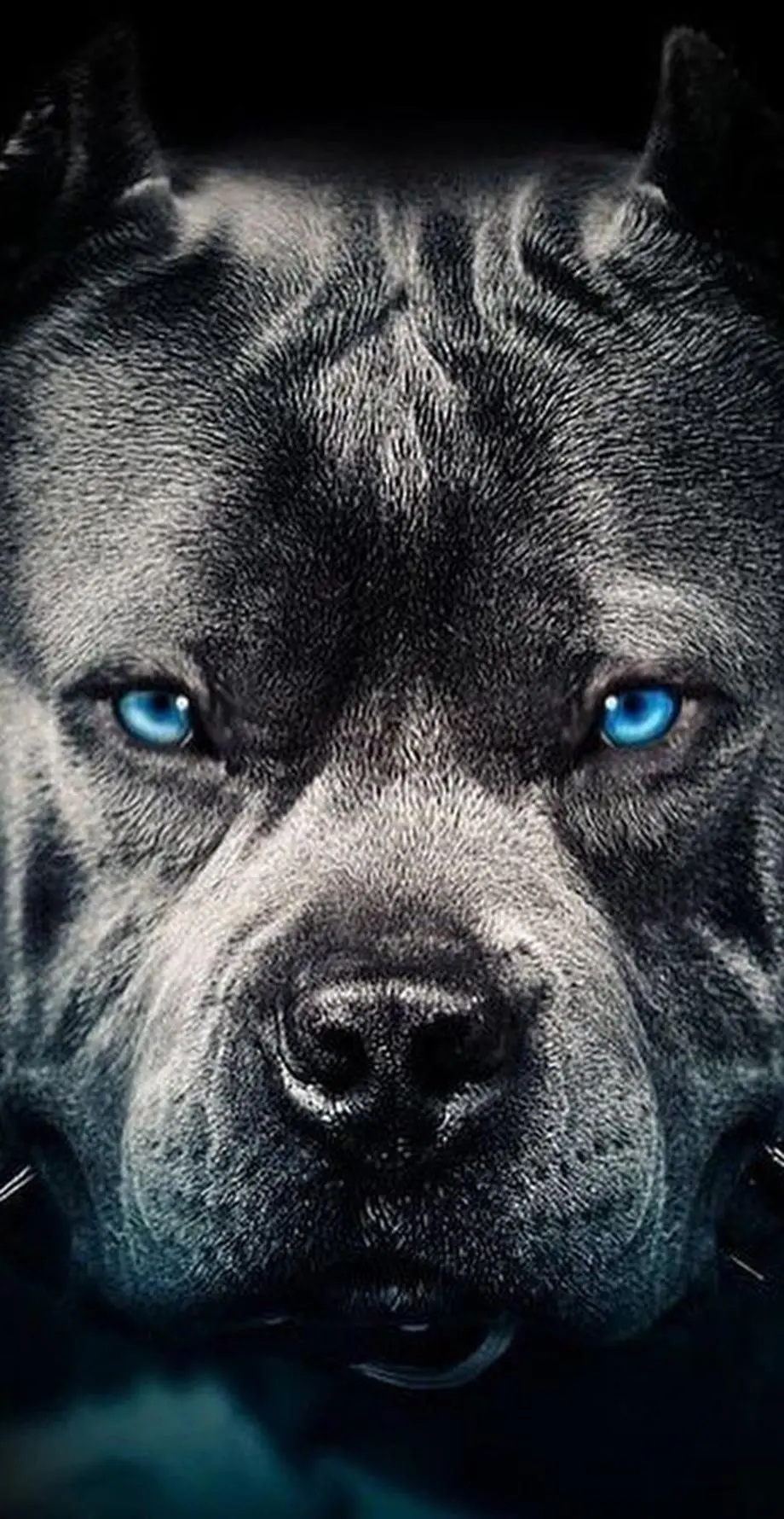 Dog Pit Bull Android Top Wallpaper Digital background, new iphone wallpaper, iphone 6 plus wallpaper background, iPhone 15 Plus wallpaper background, Galaxy S24 Ultra wallpaper background, Samsung galaxy s22 ultra wallpaper background, Lenovo wallpaper background, for desktop, for PC, for computer