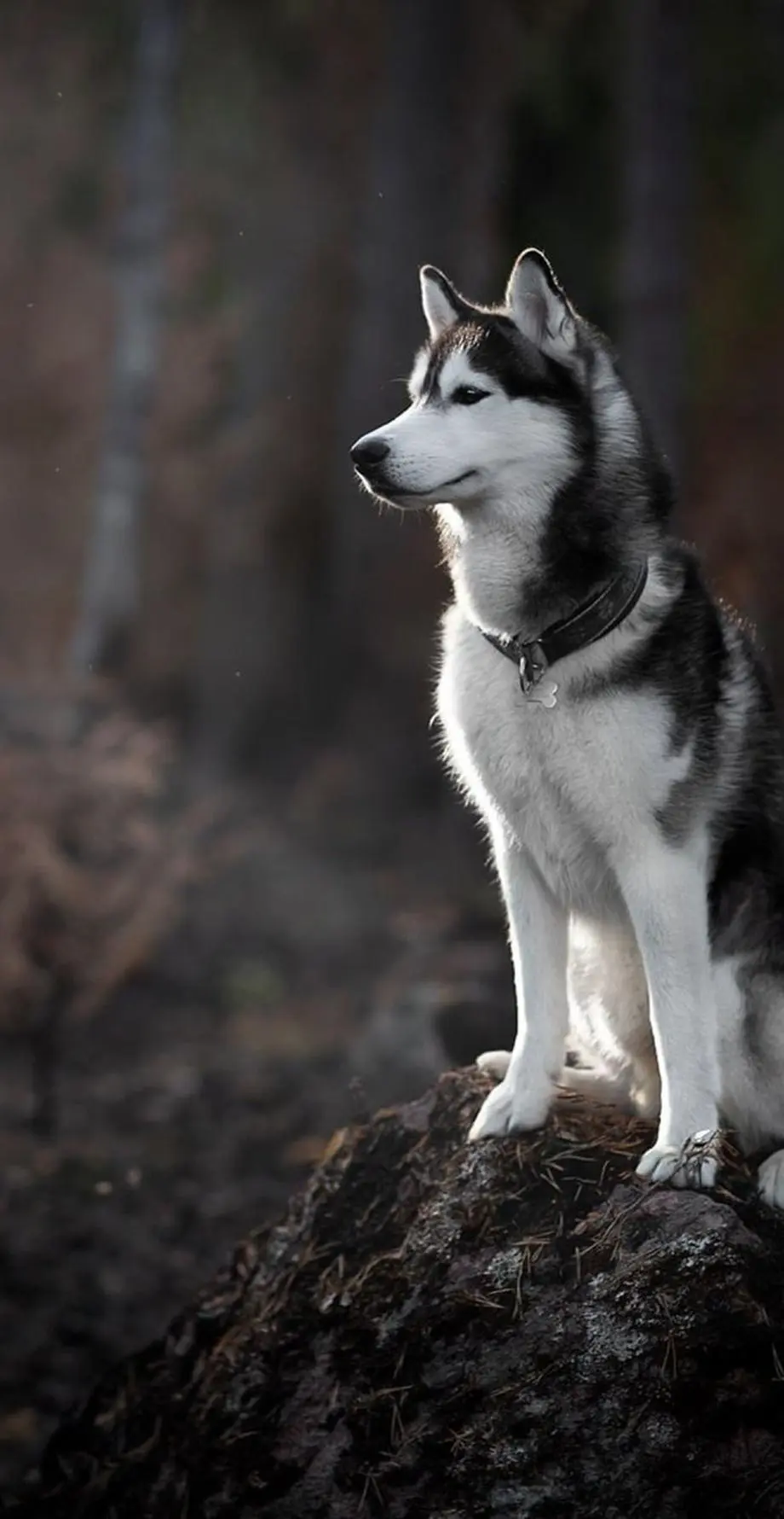 Dog Siberian Husky Pretty Best Background idea