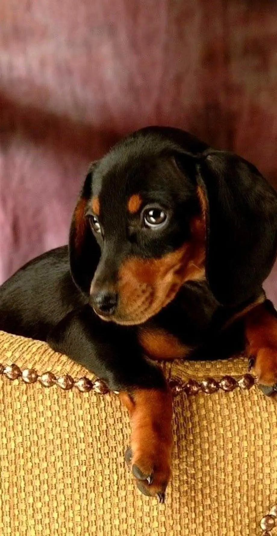 Dog Weiner Funny Cute Wallpaper