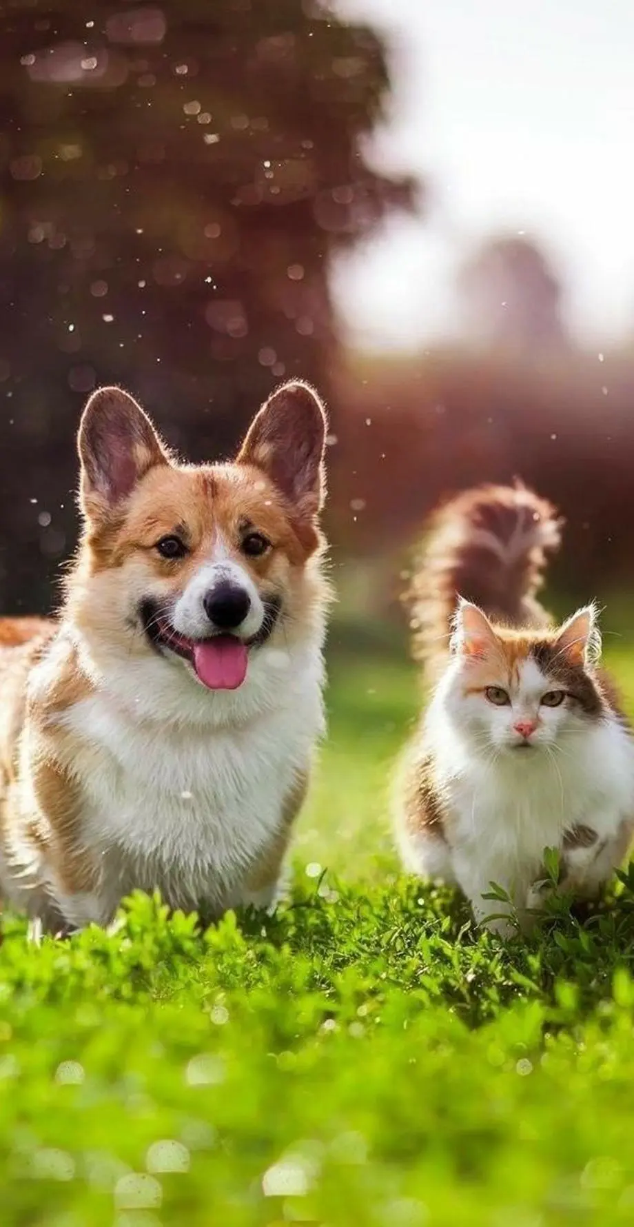 Dog and Cat Design Excellent Wallpaper picture