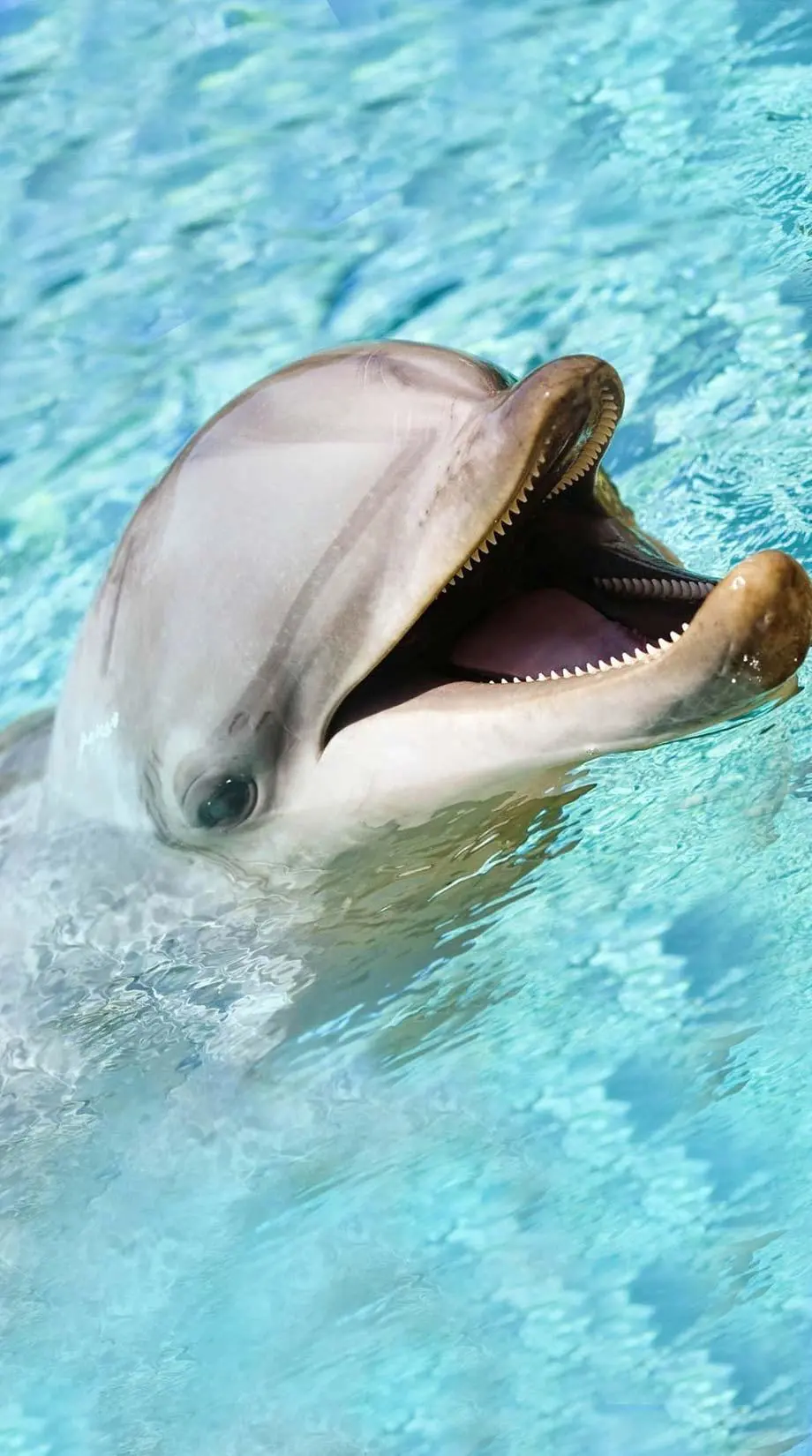 Dolphin Cute Friendly Great Wallpaper picture