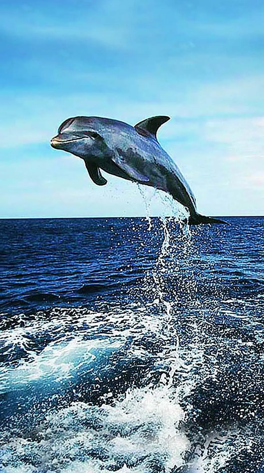 Dolphin Sea Realistic Perfect Wallpaper