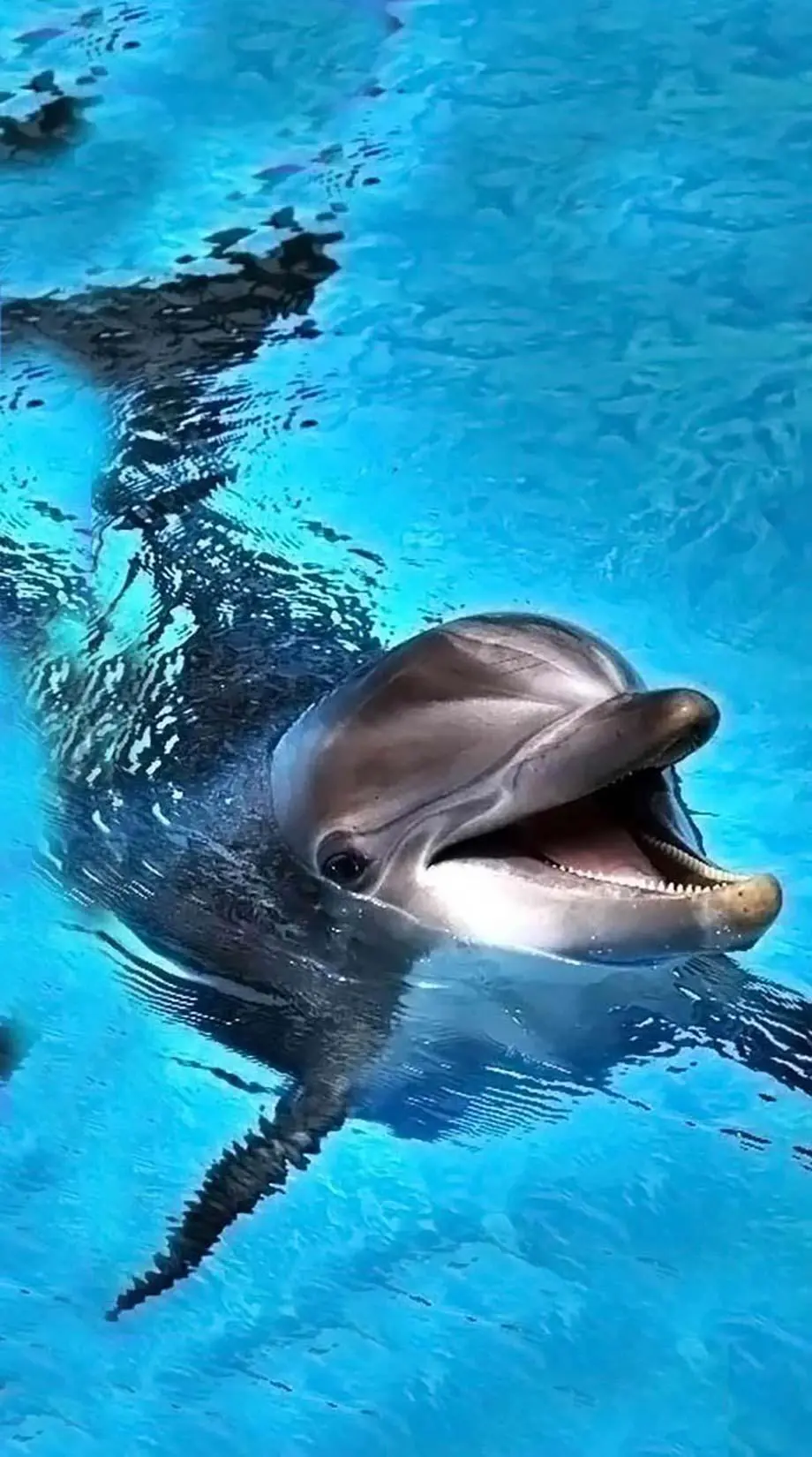 Dolphins Cute Smartphone Cool Wallpaper idea