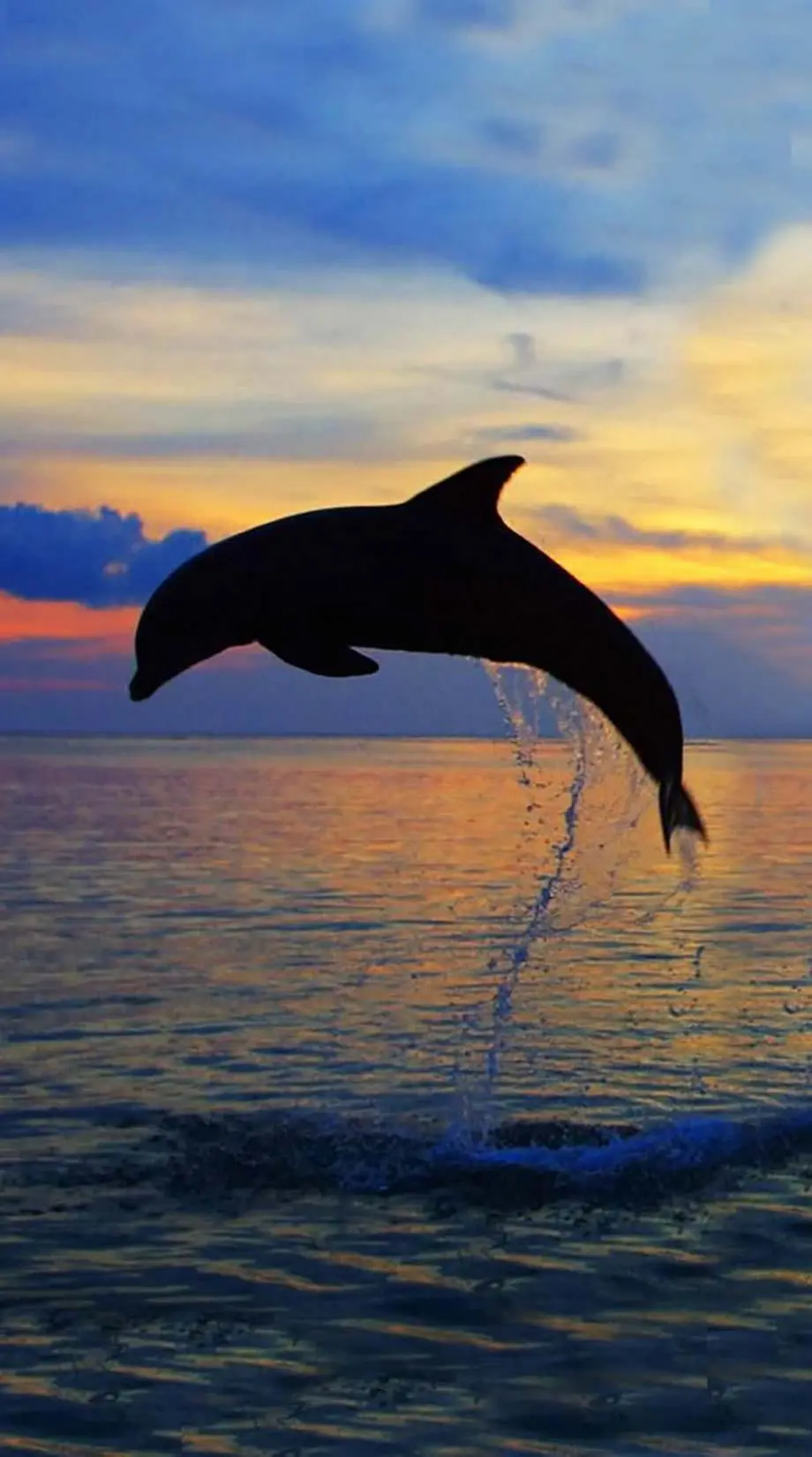 Dolphins Sunset Friendly Cute Background Digital wallpaper, new iphone background, i Phone 15 wallpaper background, iphone 6 plus wallpaper background, Galaxy A34 wallpaper background, Samsung galaxy s4 wallpaper background, XIAOMI wallpaper background, for desktop, for PC, for computer