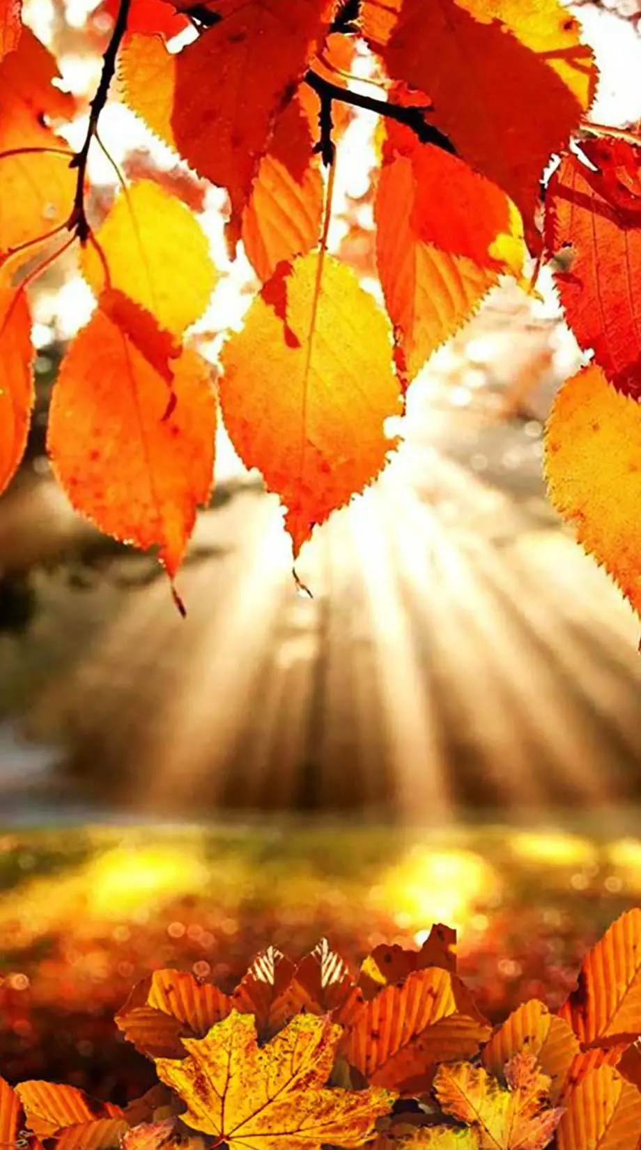 Fall Aesthetic smartphone Best Wallpaper