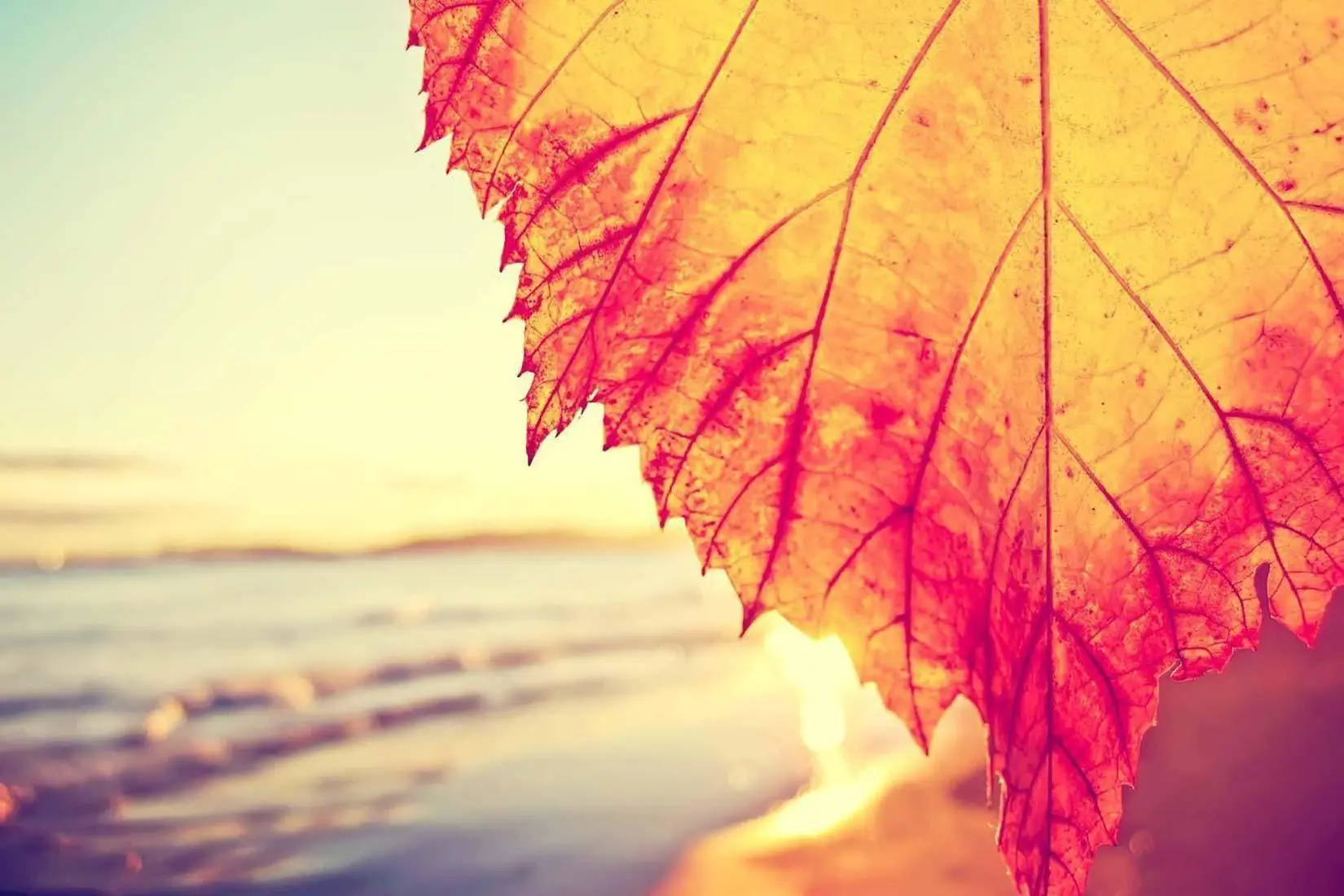 Fall PC Cute Top Background picture