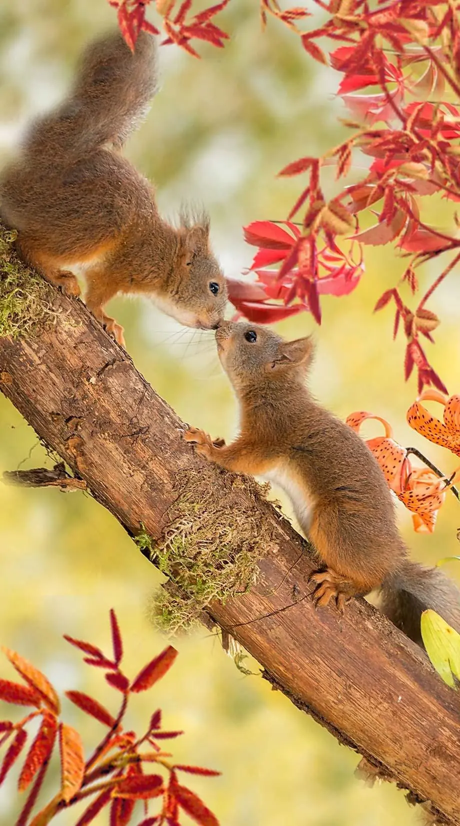 Fall Scene Pretty Amazing Background