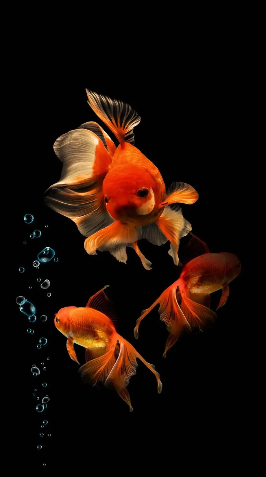 Fish Tank Black Modern Awesome Background Digital background, phone background, i Phone 10 wallpaper, i Phone 10 wallpaper, Samsung wallpaper background, Samsung galaxy s22 wallpaper background, Lenovo wallpaper background, for desktop, for PC, for computer