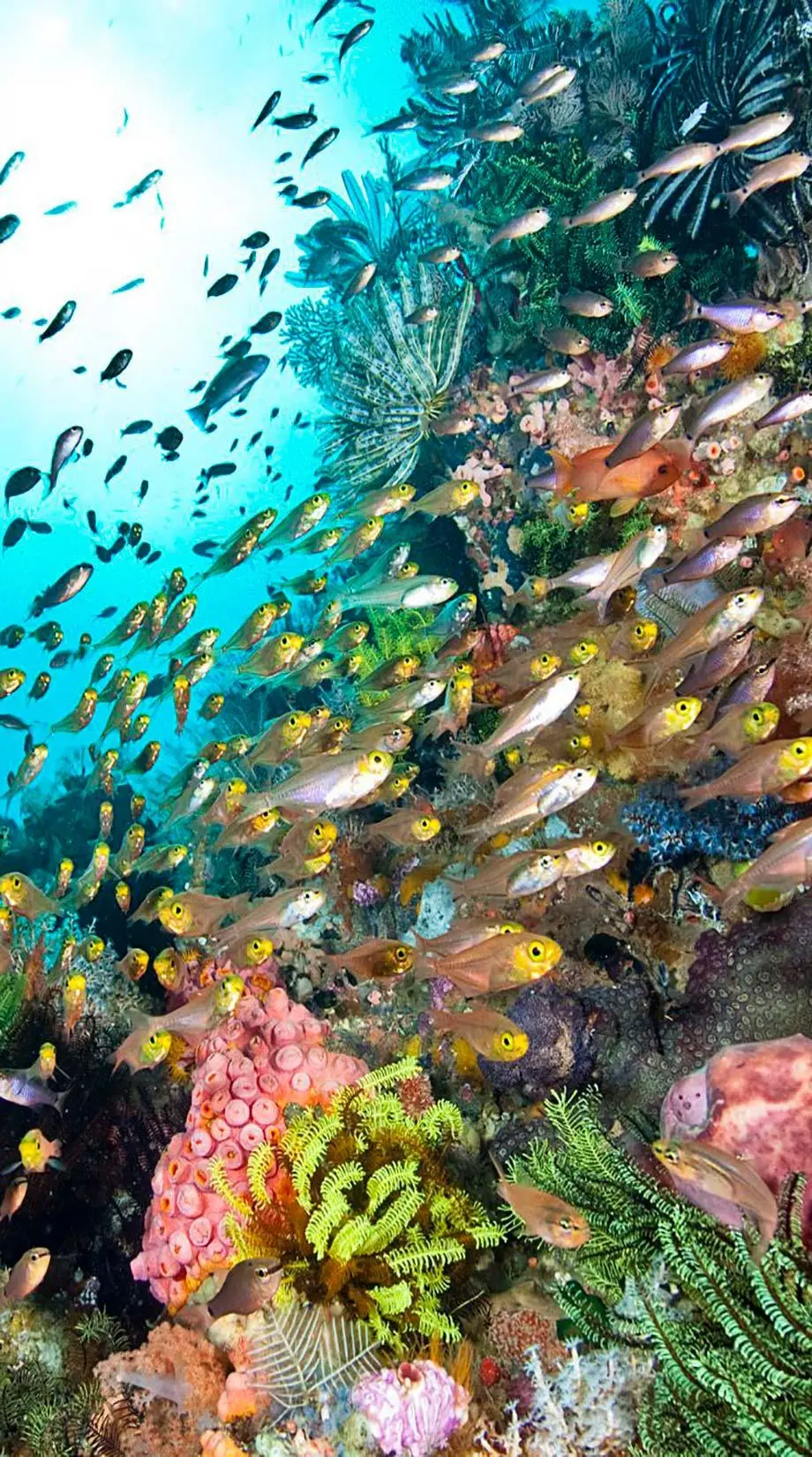 Fish Tank Tropical Stylish Beautiful Background Wallpaper, new iphone background, i Phone 15 Pro wallpaper background, i Phone x wallpaper, Galaxy S24 wallpaper background, Samsung wallpaper background, VIVO wallpaper background, for desktop, for PC, for computer