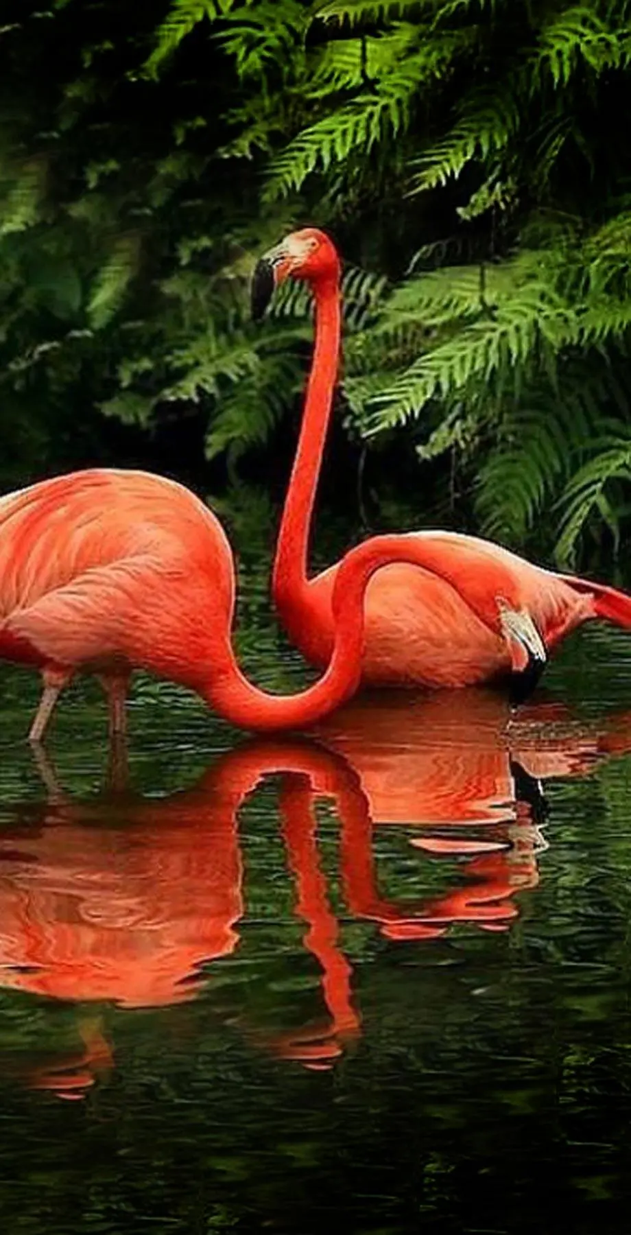 Flamingo Birds Theme Cute Background picture Digital, phone wallpaper, i Phone 13 wallpaper, i Phone 13 wallpaper, Galaxy S24 Ultra wallpaper background, Galaxy A54 wallpaper background, ONEPLUS wallpaper background, for desktop, for PC, for computer