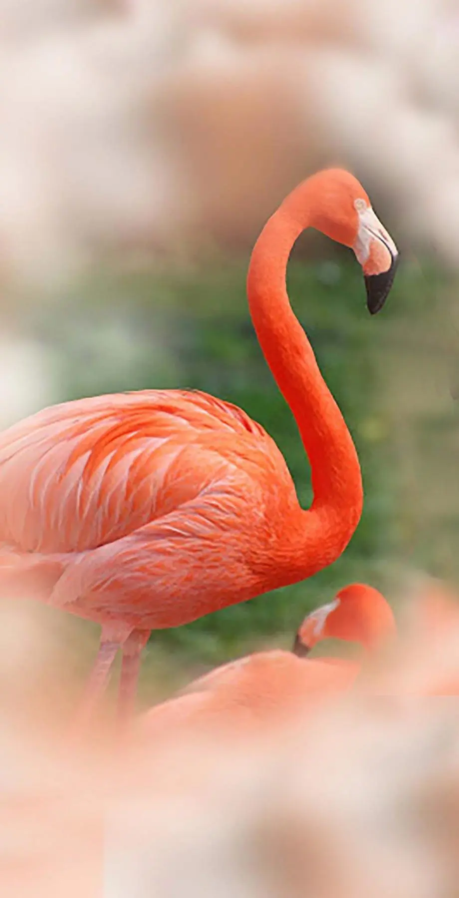 Flamingo Cute Tropical Cute Wallpaper idea