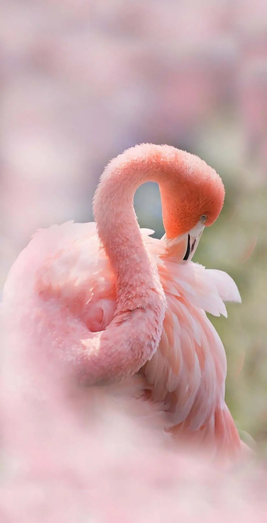 Flamingo Tropical Great Beautiful Background