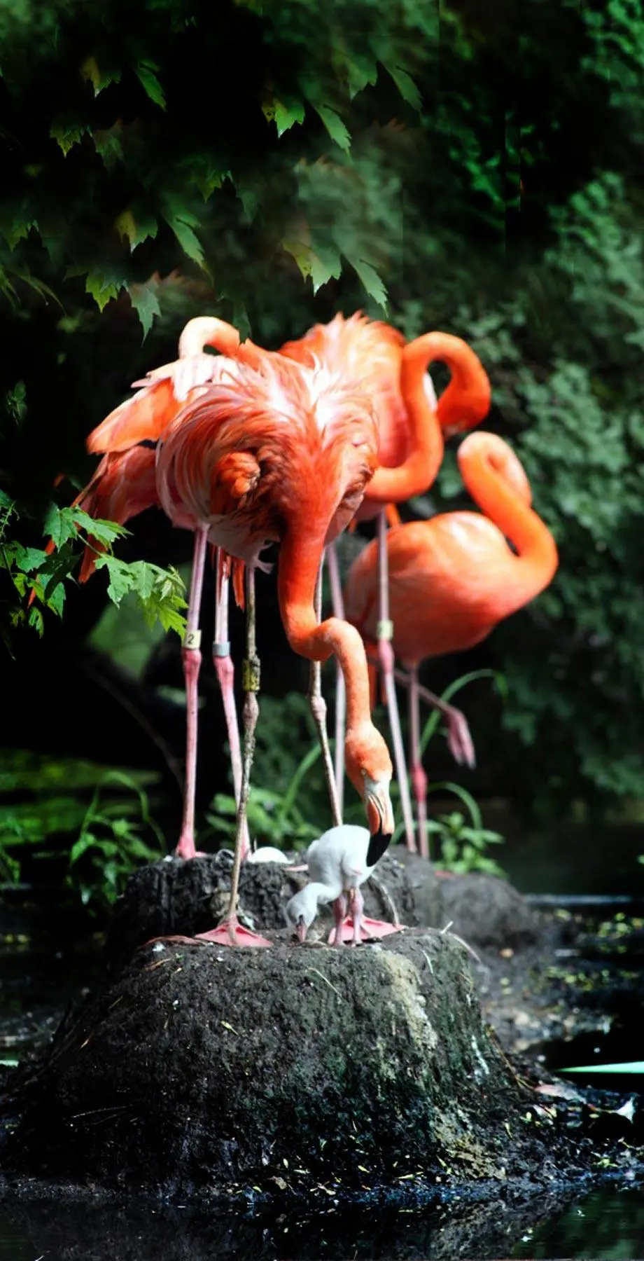 Flamingo iPhone Art Beautiful Wallpaper background