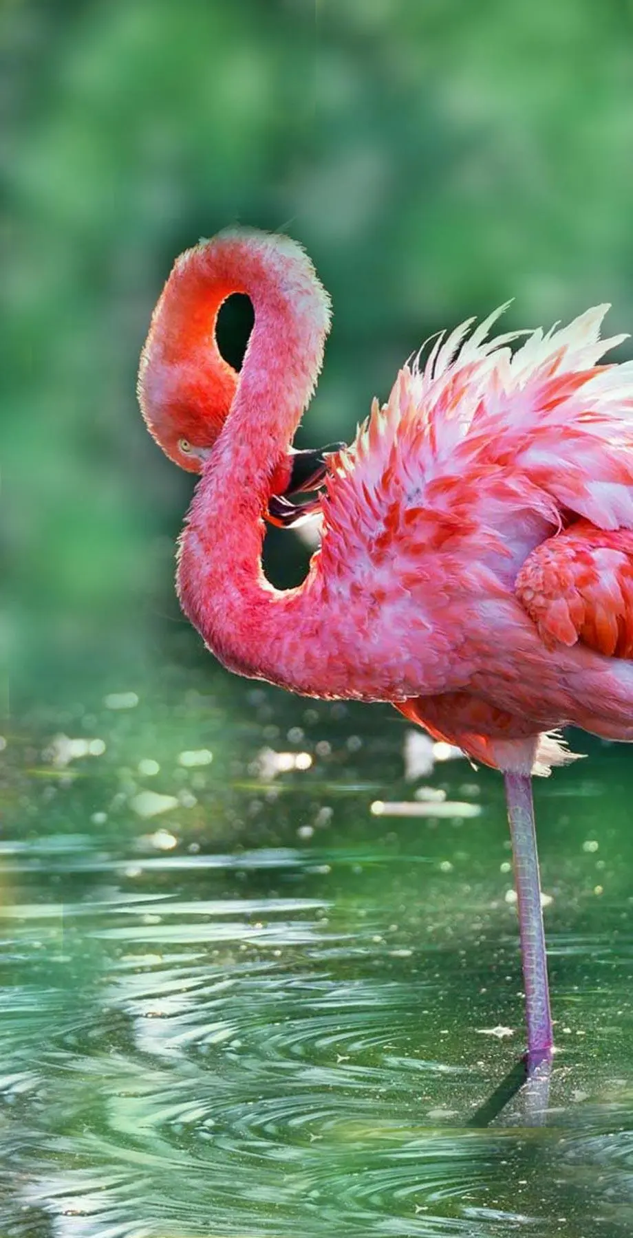 Flamingo iPhone Cool Beautiful Background