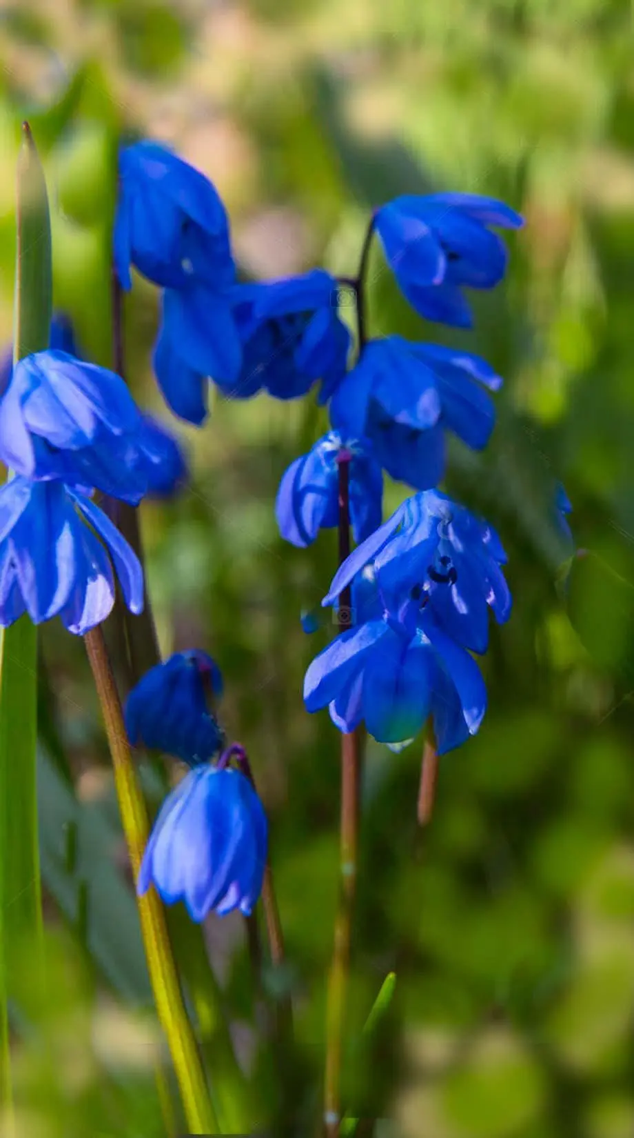 Flowers Forest Wonderful Beautiful Wallpaper idea