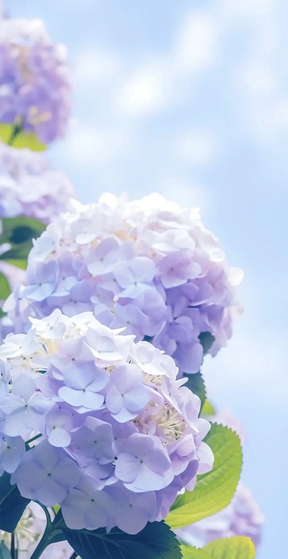 Flowers Hydrangeas Aesthetic Wonderful Wallpaper idea