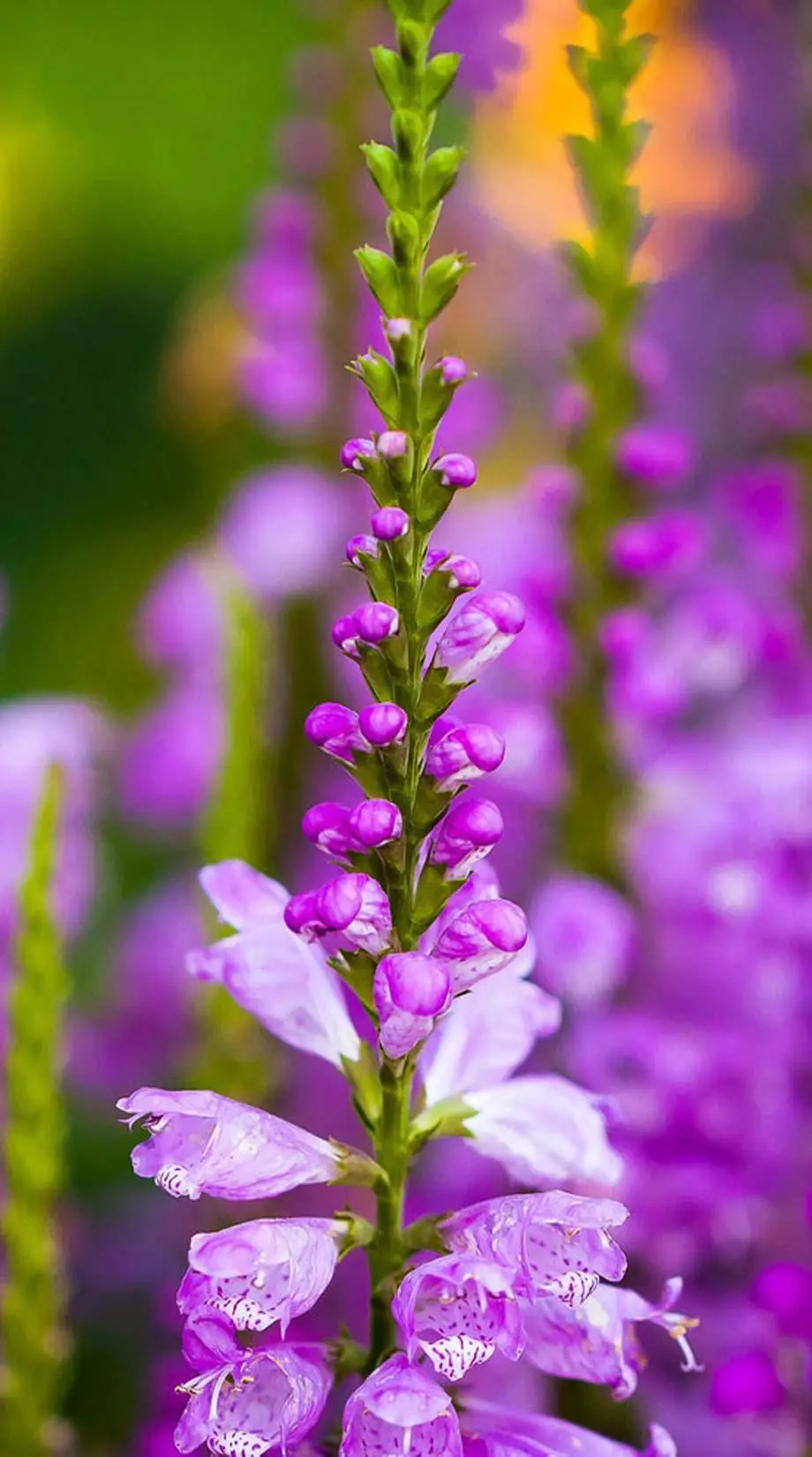 Flowers Nature Design Amazing Background