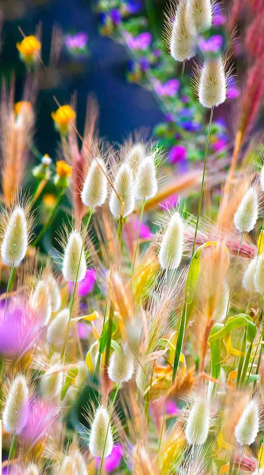 Flowers Nature Fantasy Cute Wallpaper