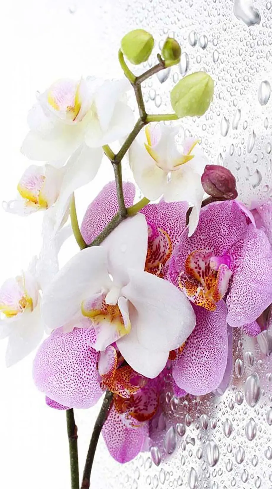 Flowers Orchids Beautiful Perfect Background