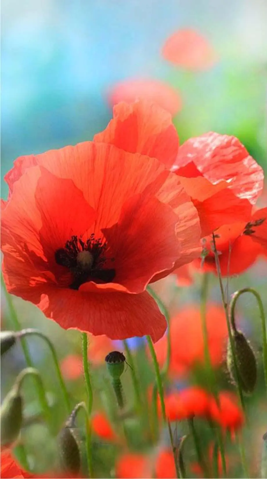 Flowers Poppy Beautiful Cool Wallpaper