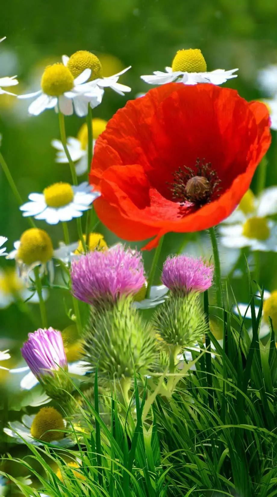 Flowers Poppy Great Cute Wallpaper background