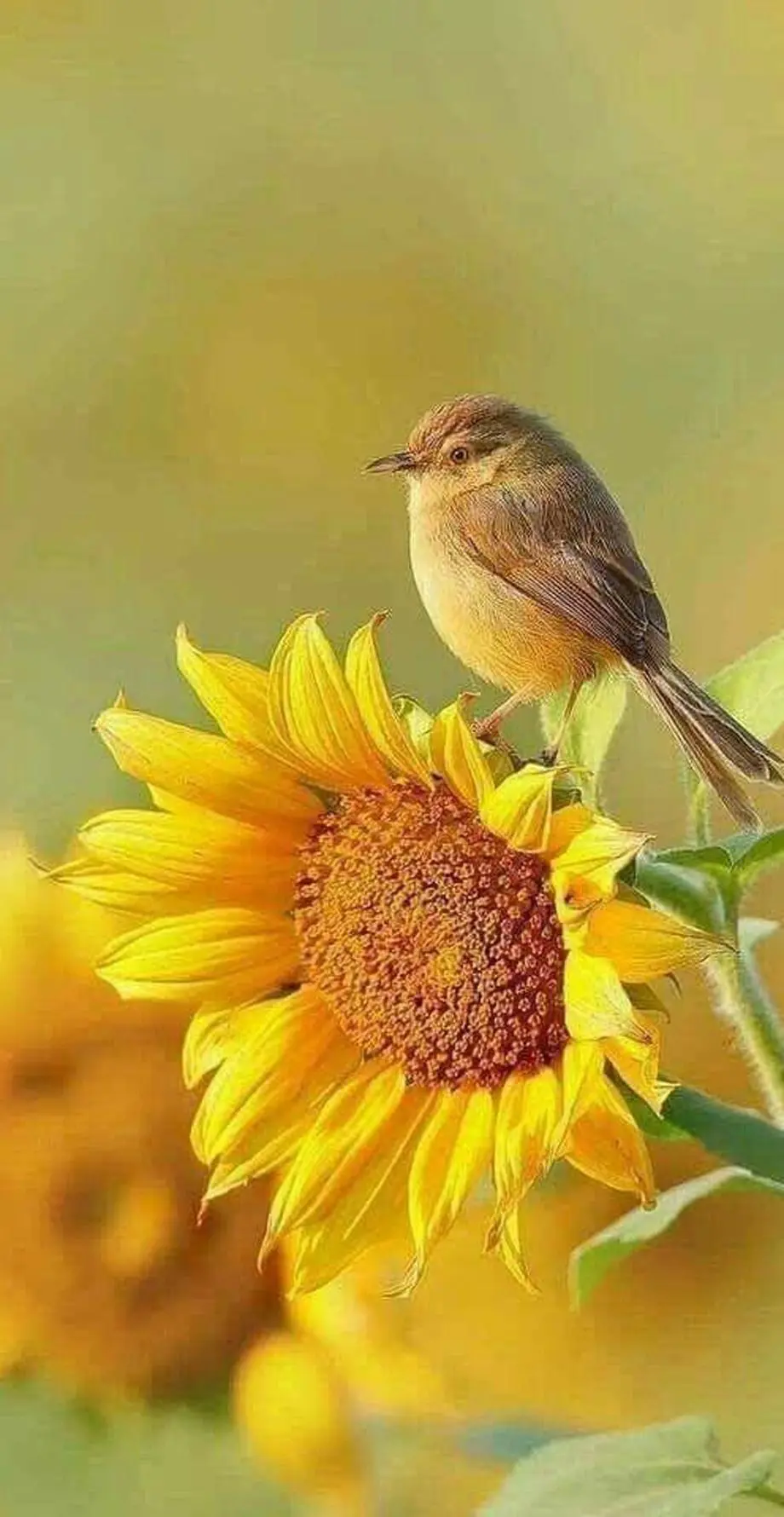 Flowers and Bird Great Perfect Wallpaper