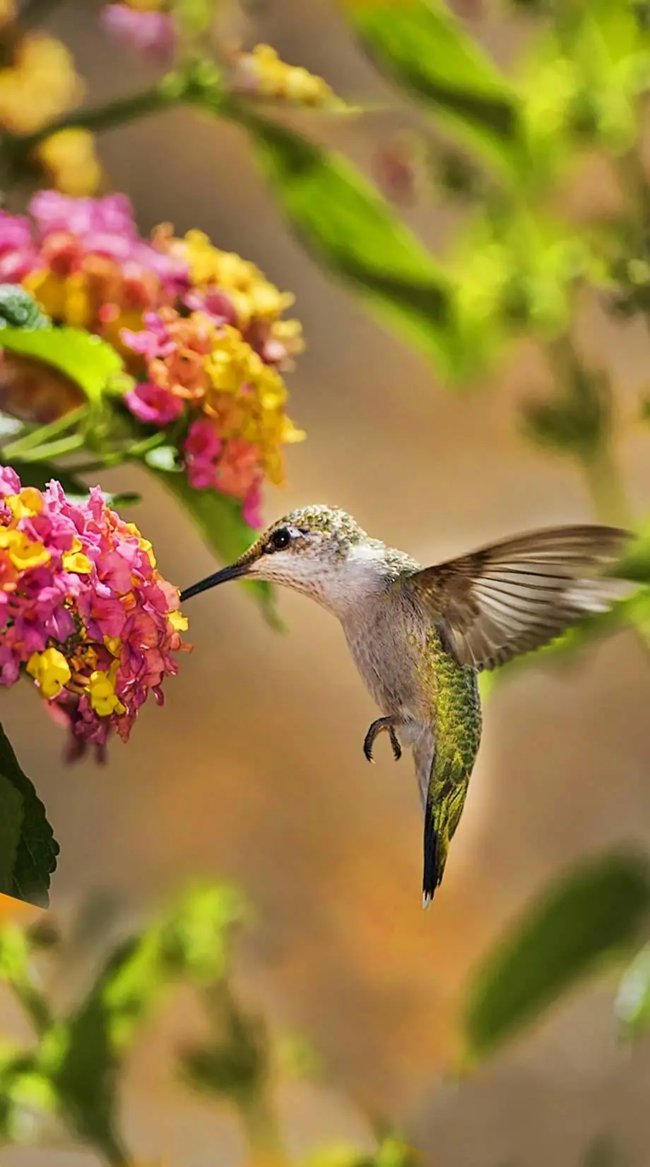 Hammingbird Colibri Photo Perfect Background picture