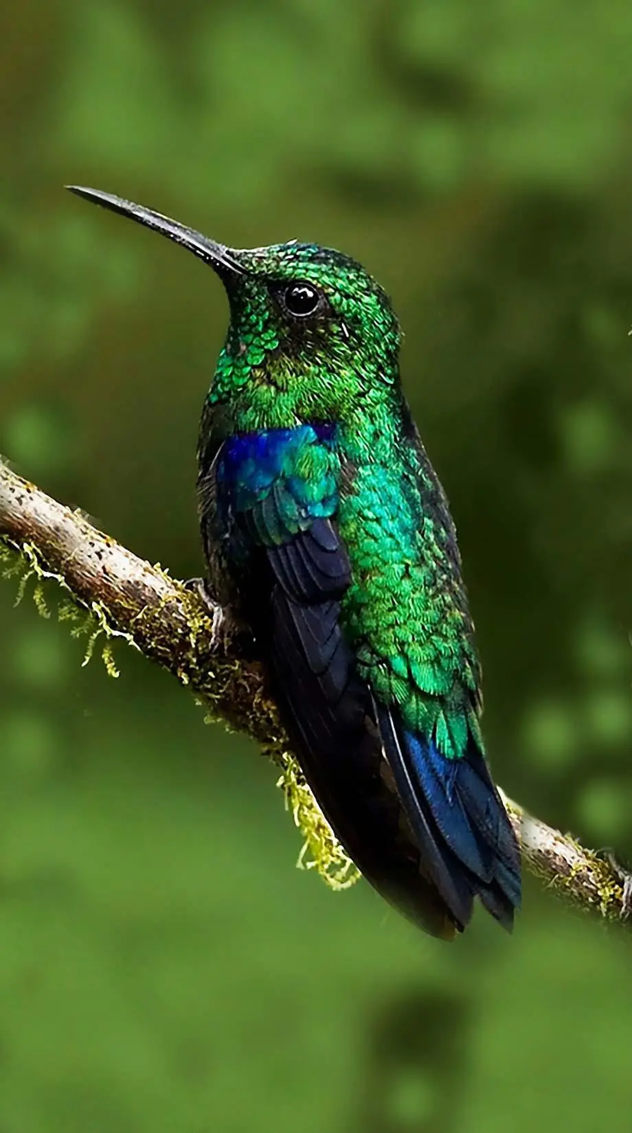 Hammingbird Jungle Perfect Background idea Screen image, new iphone background, i Phone 13 wallpaper, i Phone 12 wallpaper, Samsung galaxy, Samsung galaxy s22 wallpaper background, HONOR wallpaper background, for desktop, for PC, for computer