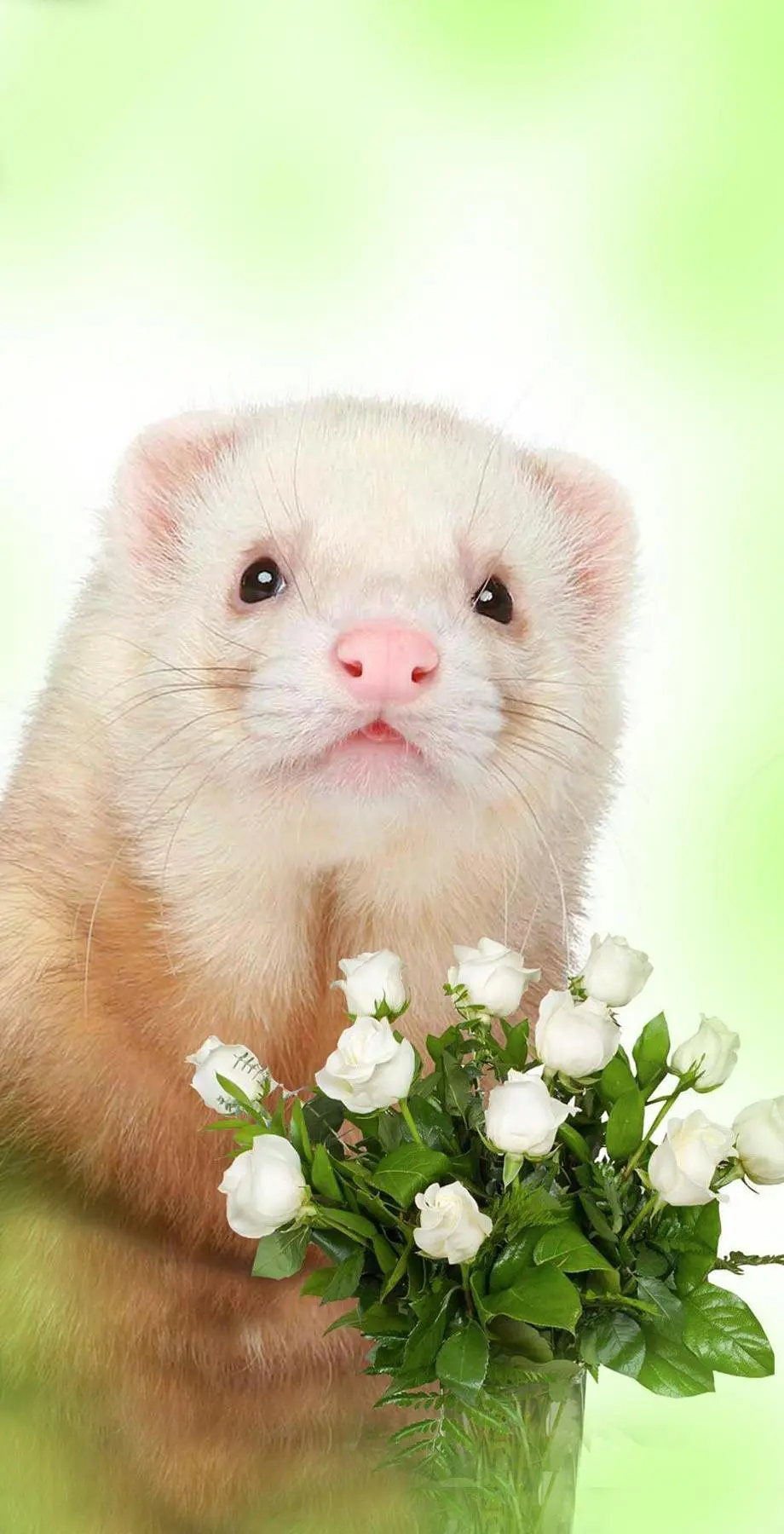 Hamster iPhone Wonderful Cute Wallpaper idea