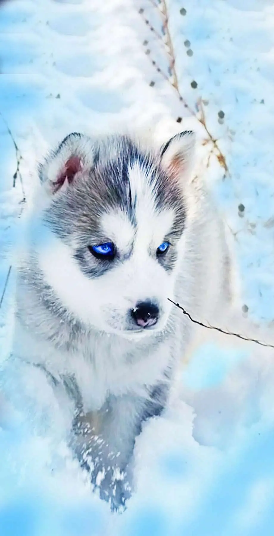 Husky Puppy Awesome Beautiful Wallpaper