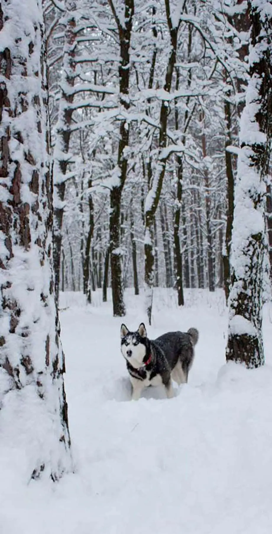 Husky Uconn Design Wonderful Wallpaper Digital background, iphone wallpaper background, i Phone 14 pro max  wallpaper, i Phone 14 pro max  wallpaper, Galaxy A15 5G wallpaper background, Galaxy A54 wallpaper background, VIVO wallpaper background, for desktop, for PC, for computer