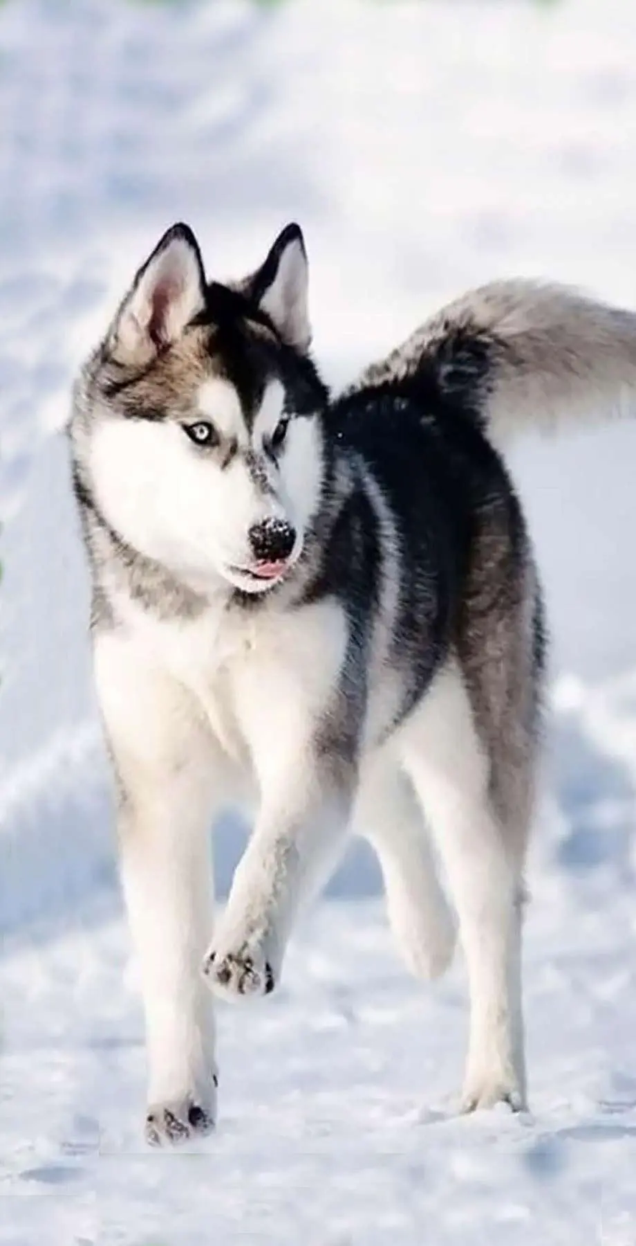 Husky Uconn Wonderful Excellent Background