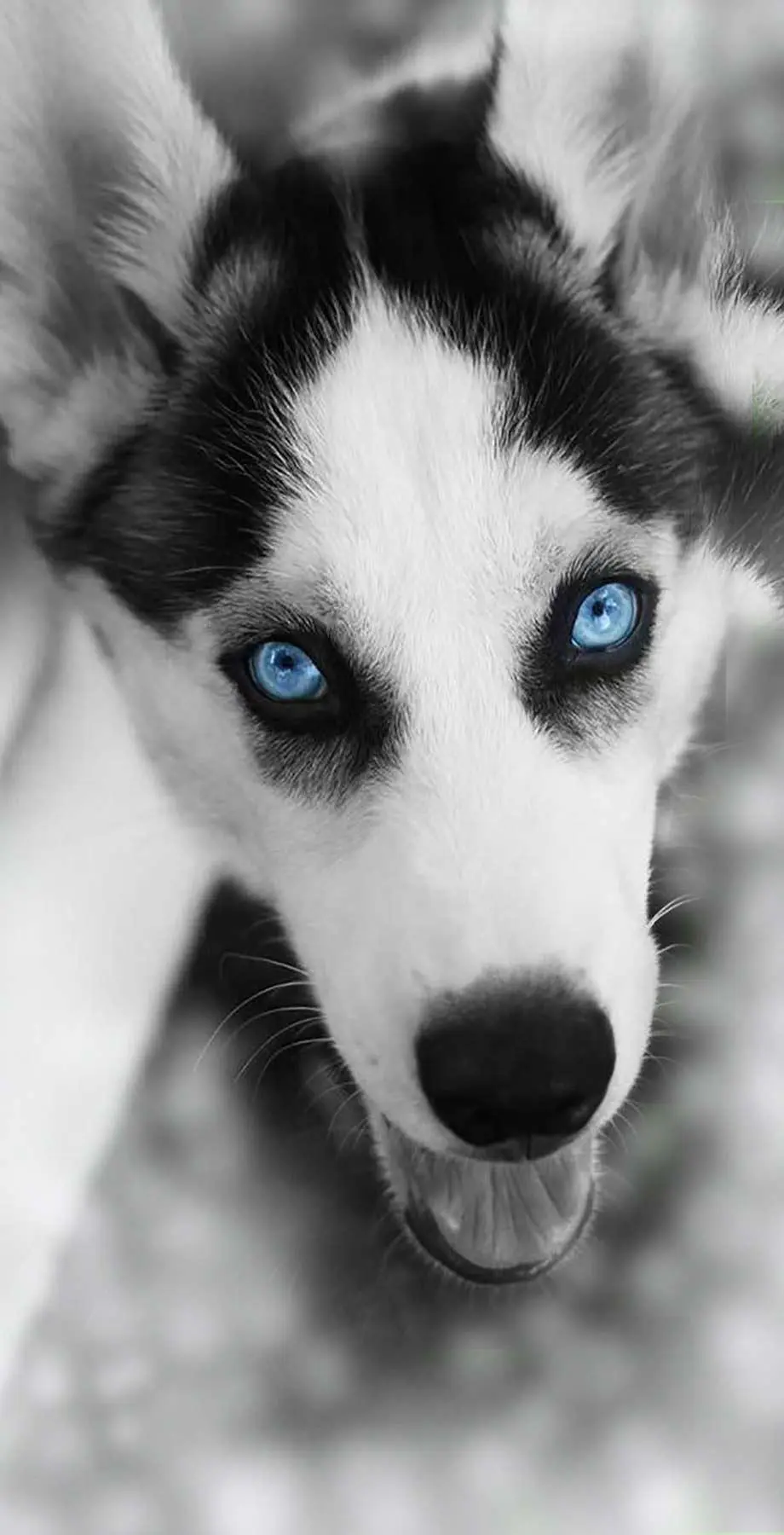 Husky iPhone Cool Cool Background idea