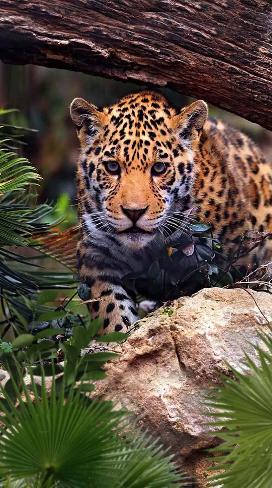 Jaguars Android Nise Amazing Background Digital screen image, phone wallpaper background, i Phone 14 pro max  wallpaper, i Phone 13 wallpaper, Samsung Galaxy wallpaper background, Samsung galaxy s4 wallpaper background, OPPO wallpaper background, for desktop, for PC, for computer