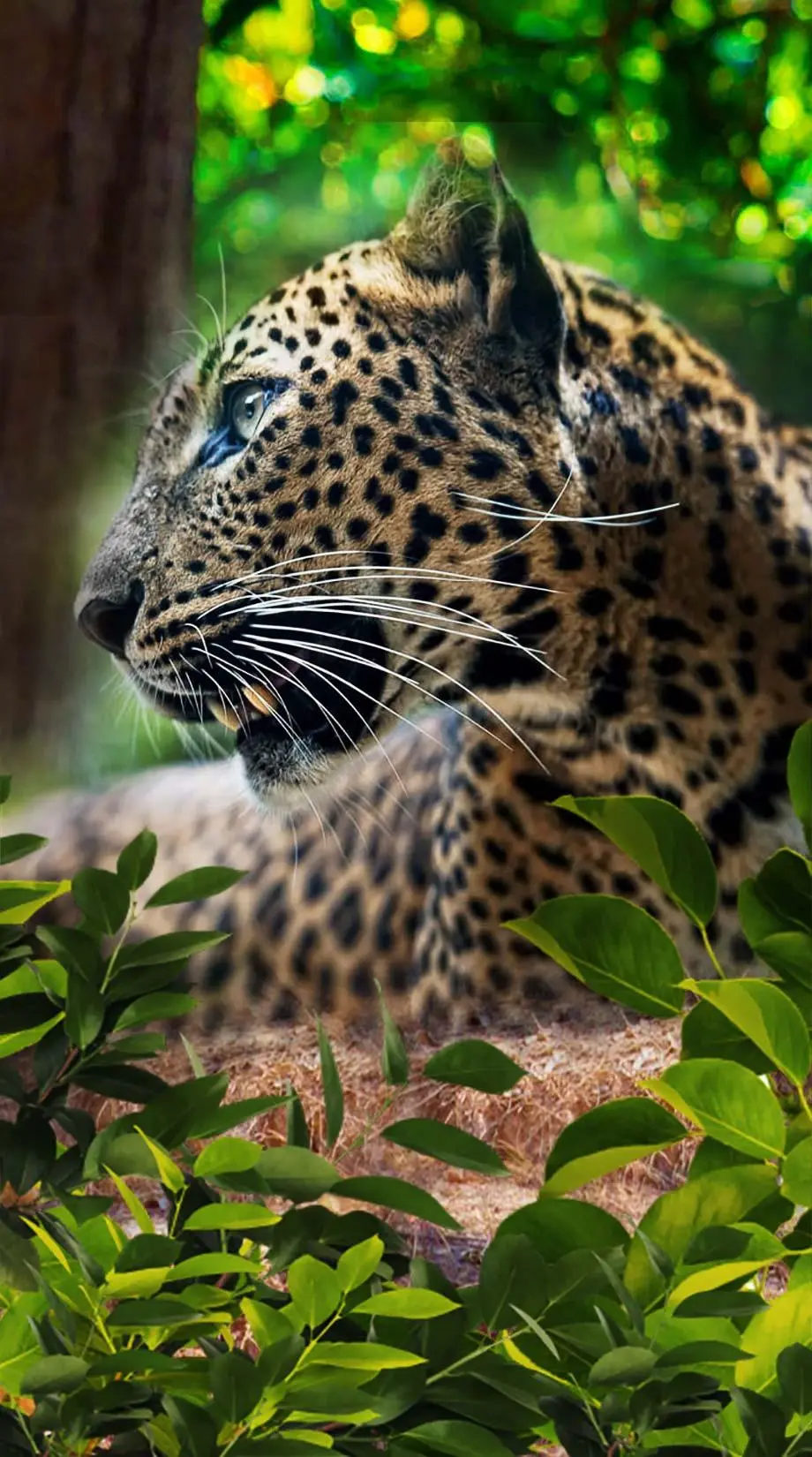 Jaguars Animal Cat Awesome Wallpaper picture