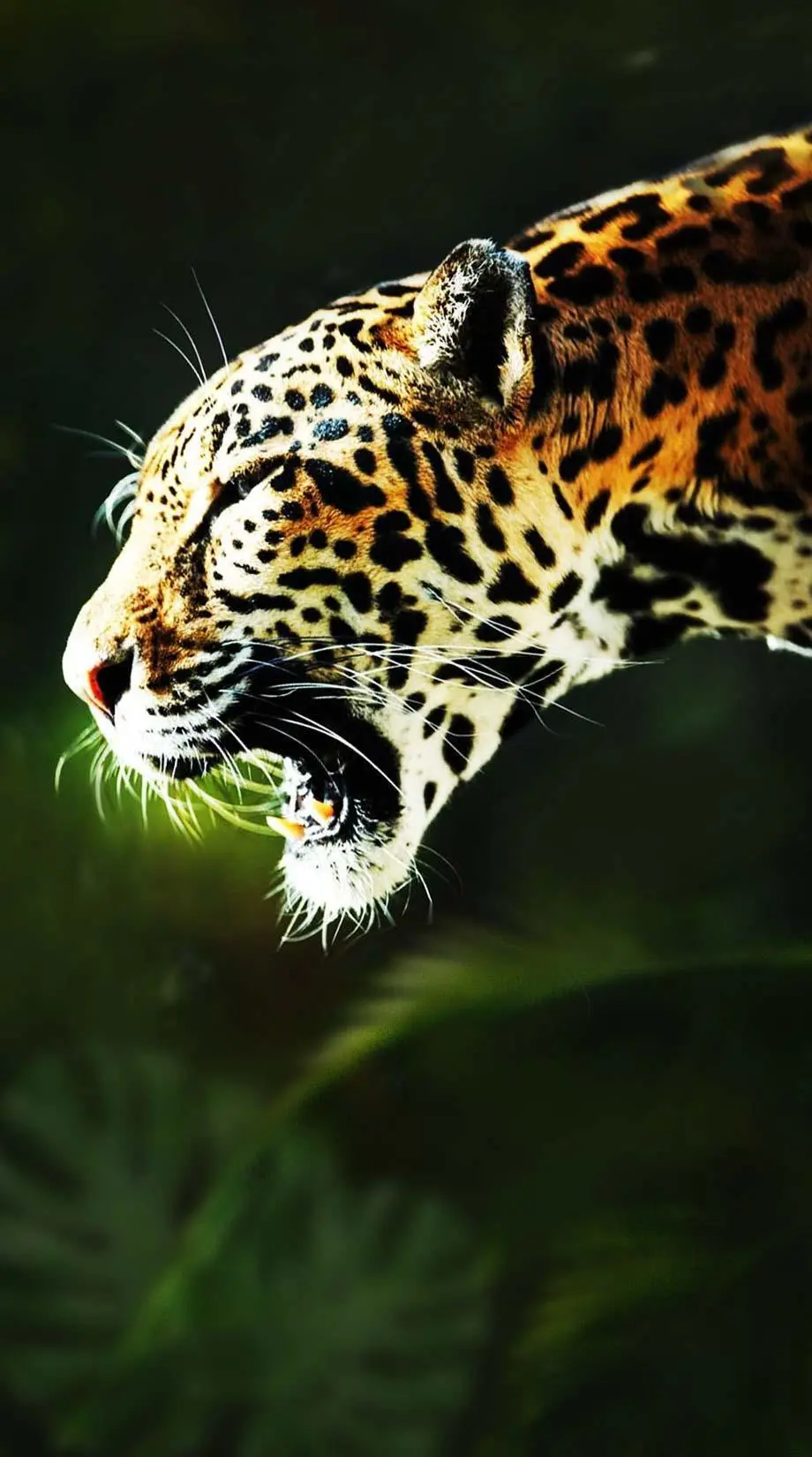 Jaguars Animal Tropical Forest Wonderful Wallpaper picture