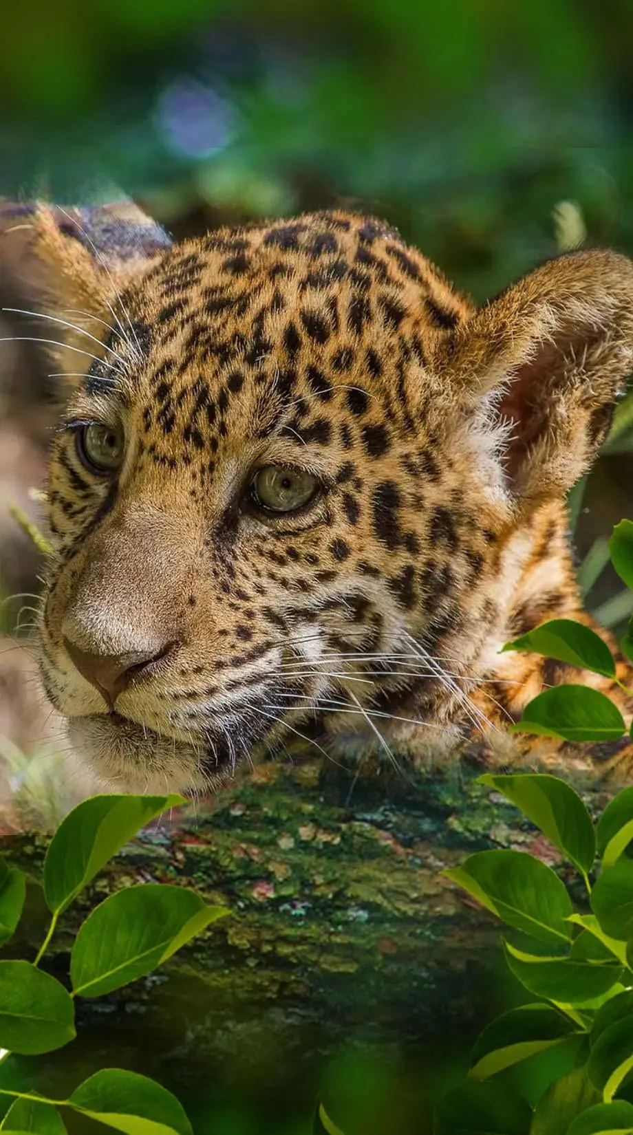 Jaguars Animal Wild Wonderful Wallpaper