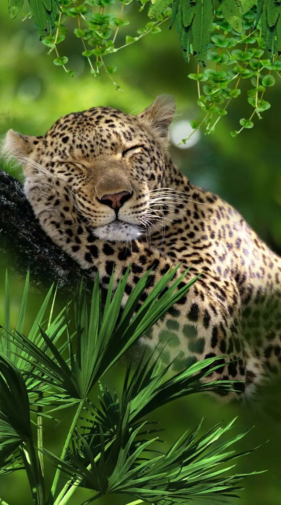 Jaguars Nature Wild Cute Background