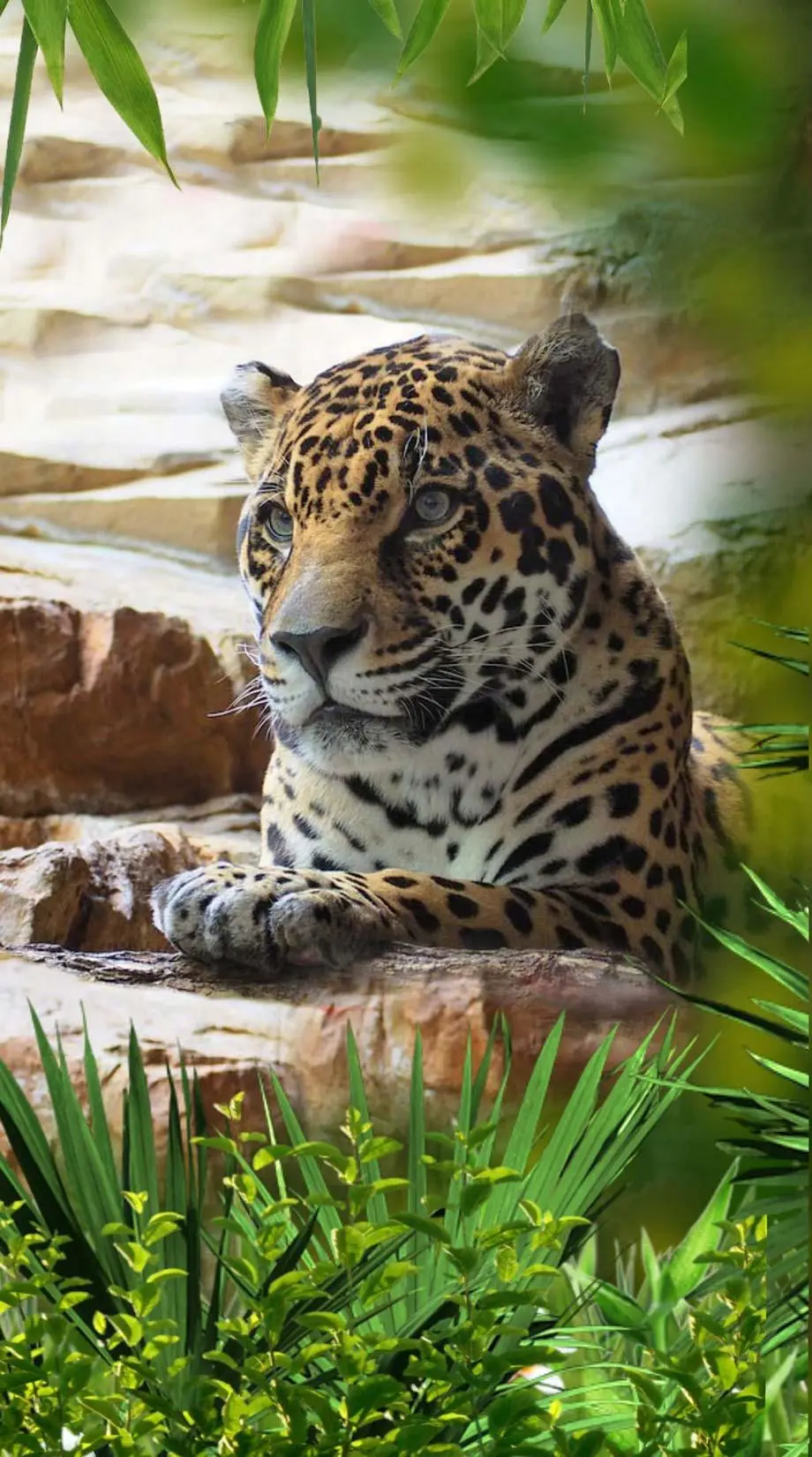 Jaguars Tropical Forest  Beautiful Background picture Digital wallpaper, new iphone wallpaper background, i Phone x wallpaper, iphone 6 plus wallpaper background, Samsung galaxy s22 wallpaper background, Samsung wallpaper background, Lenovo wallpaper background, for desktop, for PC, for computer