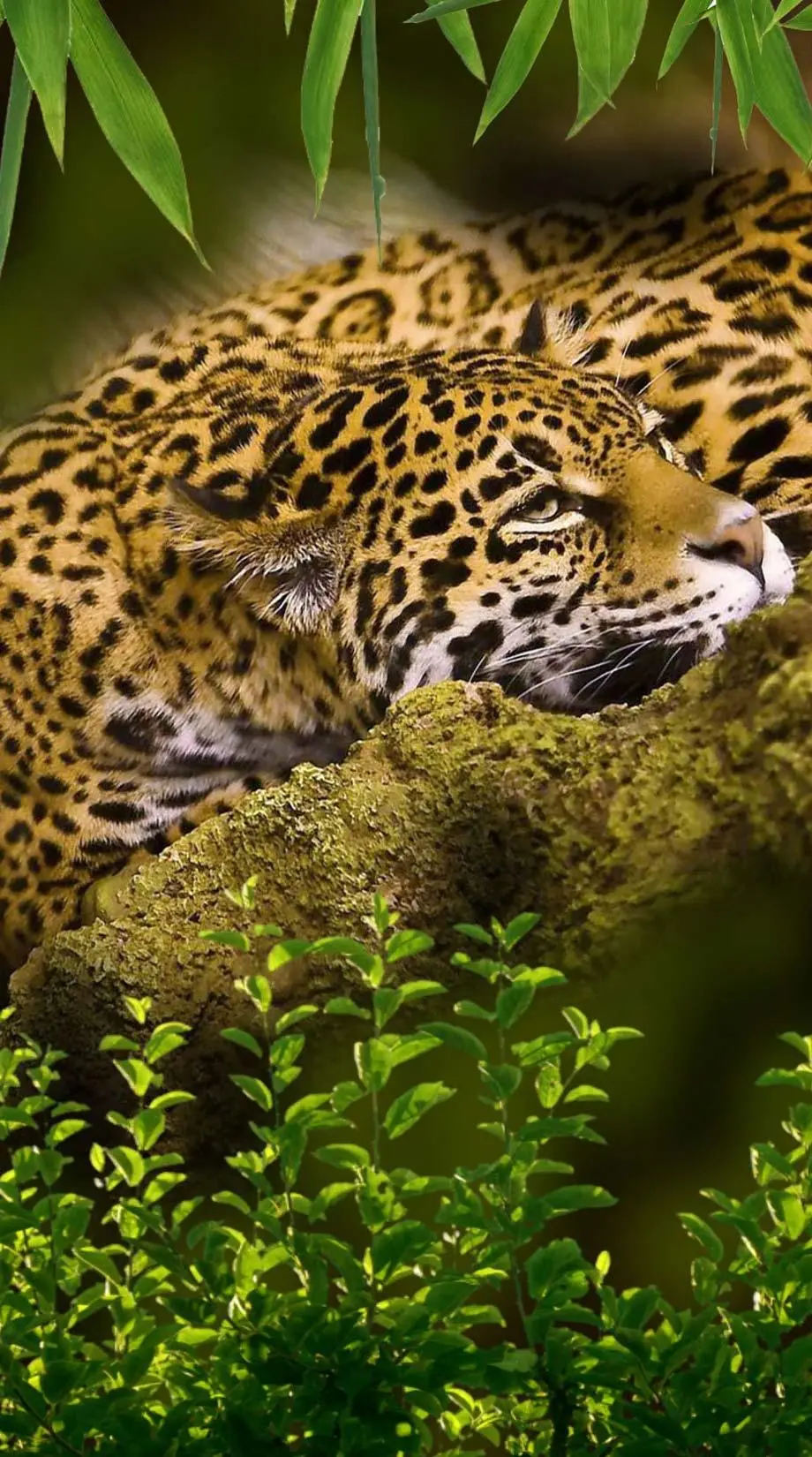 Jaguars Tropical Forest Tropical Forest Perfect Wallpaper background Digital wallpaper, iphone wallpaper background, i Phone 14 pro max  wallpaper, i Phone 14 wallpaper background, Samsung galaxy s22 wallpaper background, Galaxy S24 wallpaper background, VIVO wallpaper background, for desktop, for PC, for computer