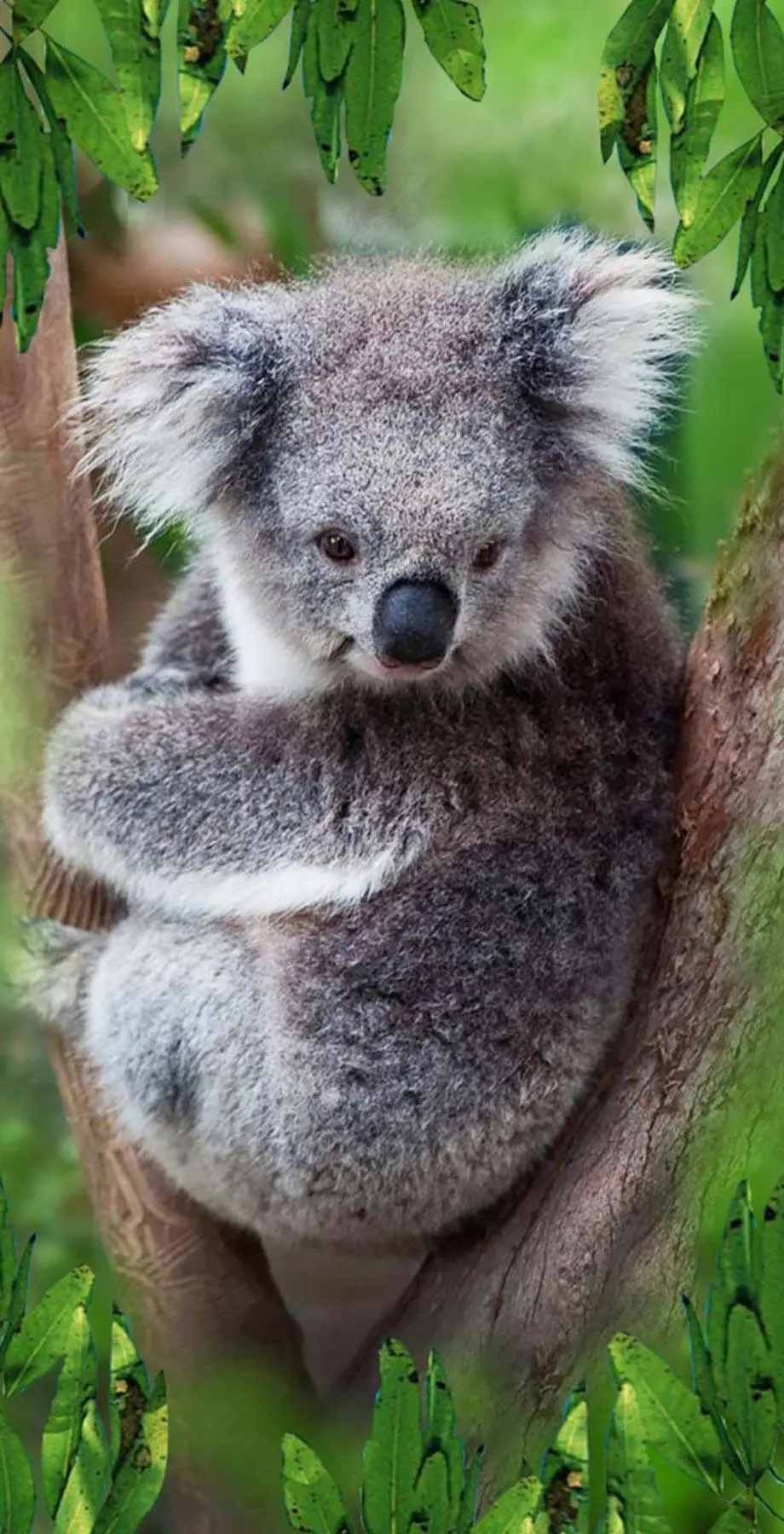 Koala Wet Modern Cute Wallpaper background