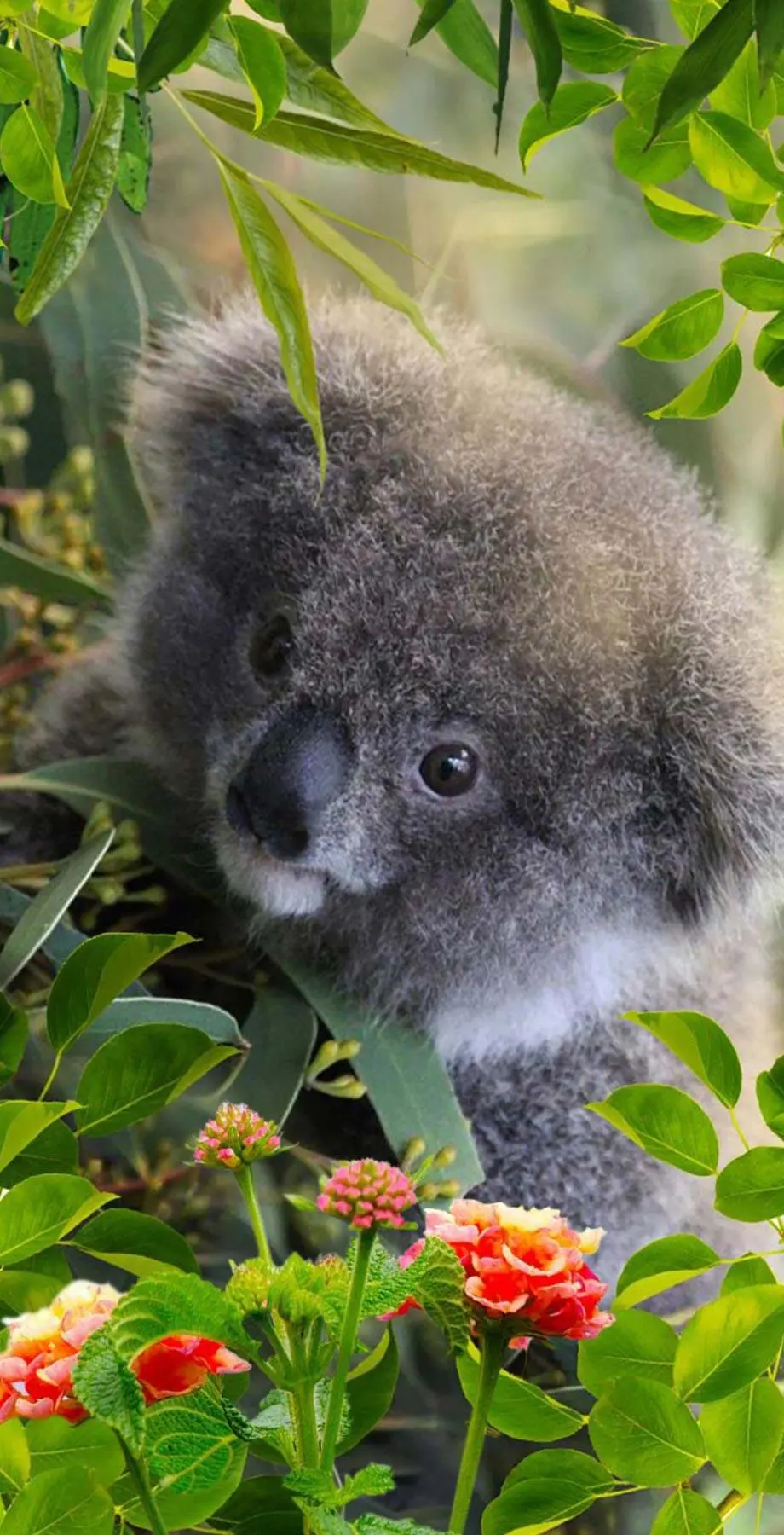 Koala iPhone Great Great Wallpaper background