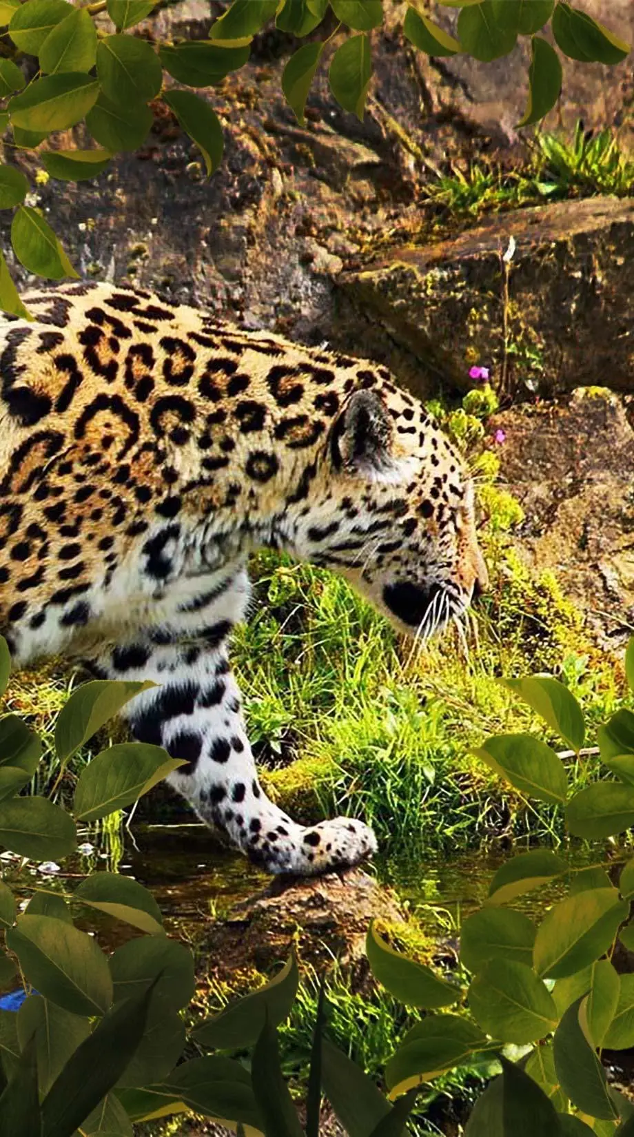 Leopard Animal Animal Amazing Wallpaper