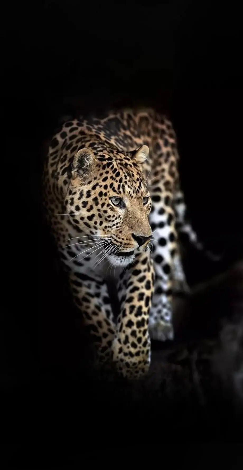 Leopard Black Wild Excellent Background