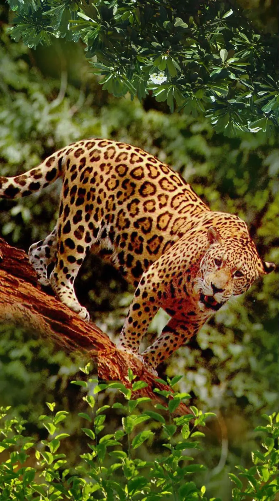 Leopard Nature Wild Beautiful Wallpaper background