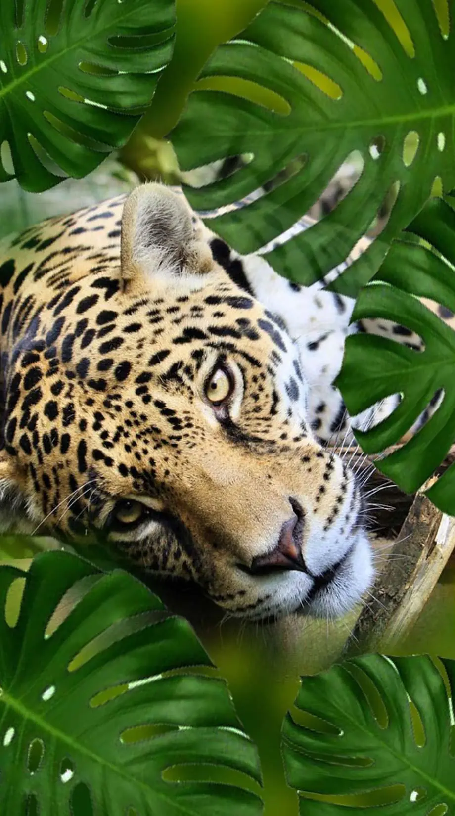 Leopard iPhone Jungle Cool Wallpaper idea