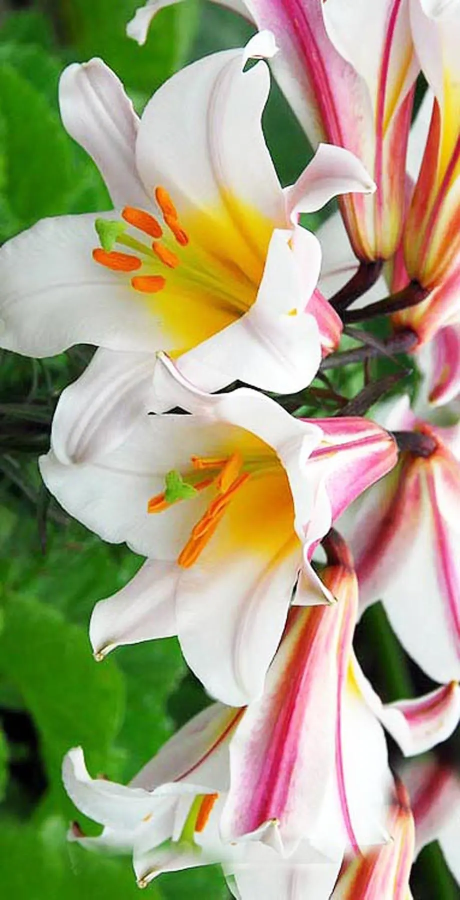 Lilies Android Nise Great Background picture