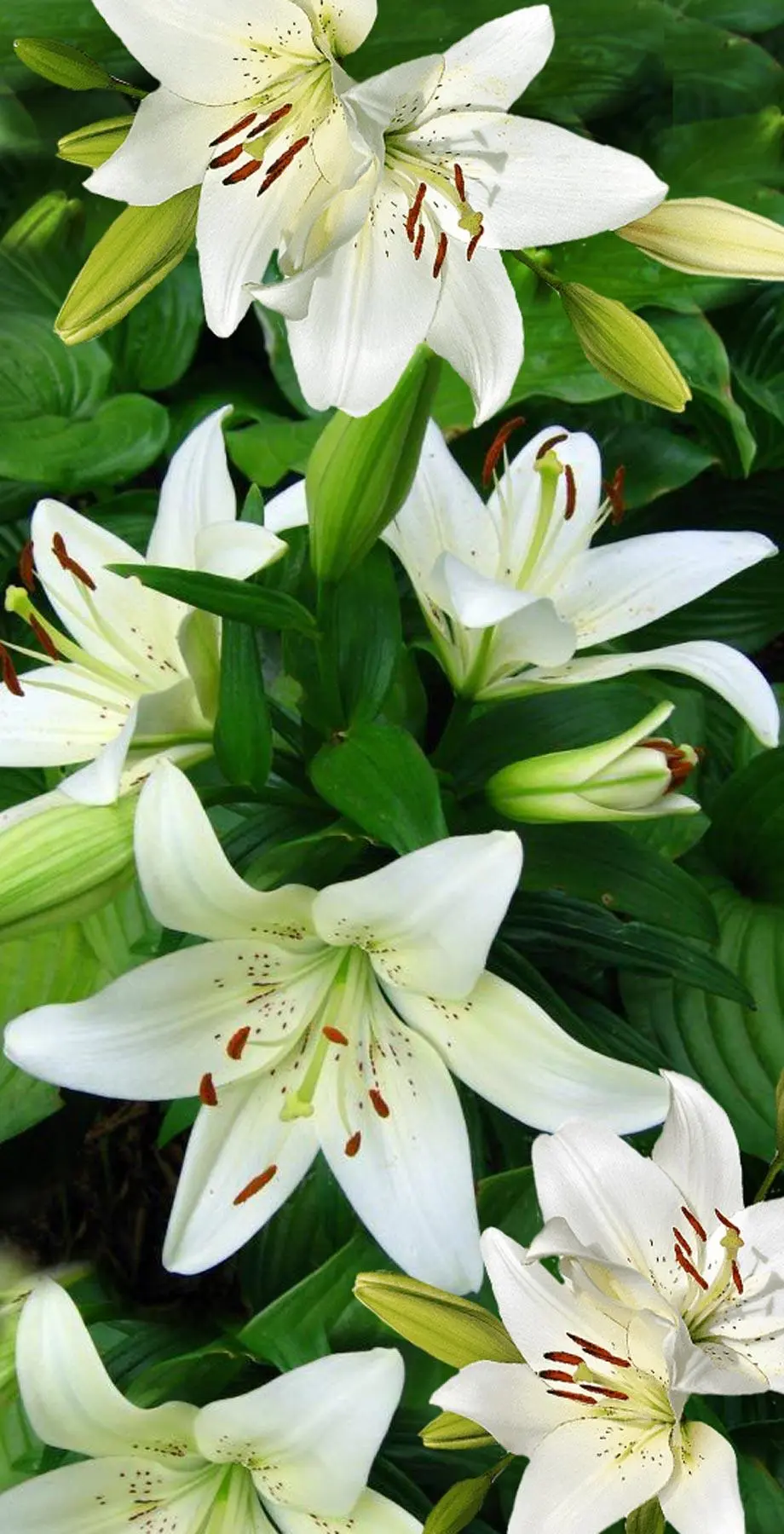 Lilies iPhone Best Amazing Wallpaper idea