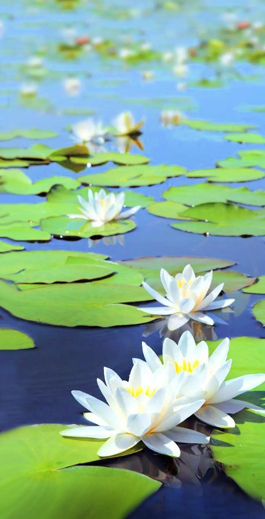 Lotus White Flowers Cute Wallpaper